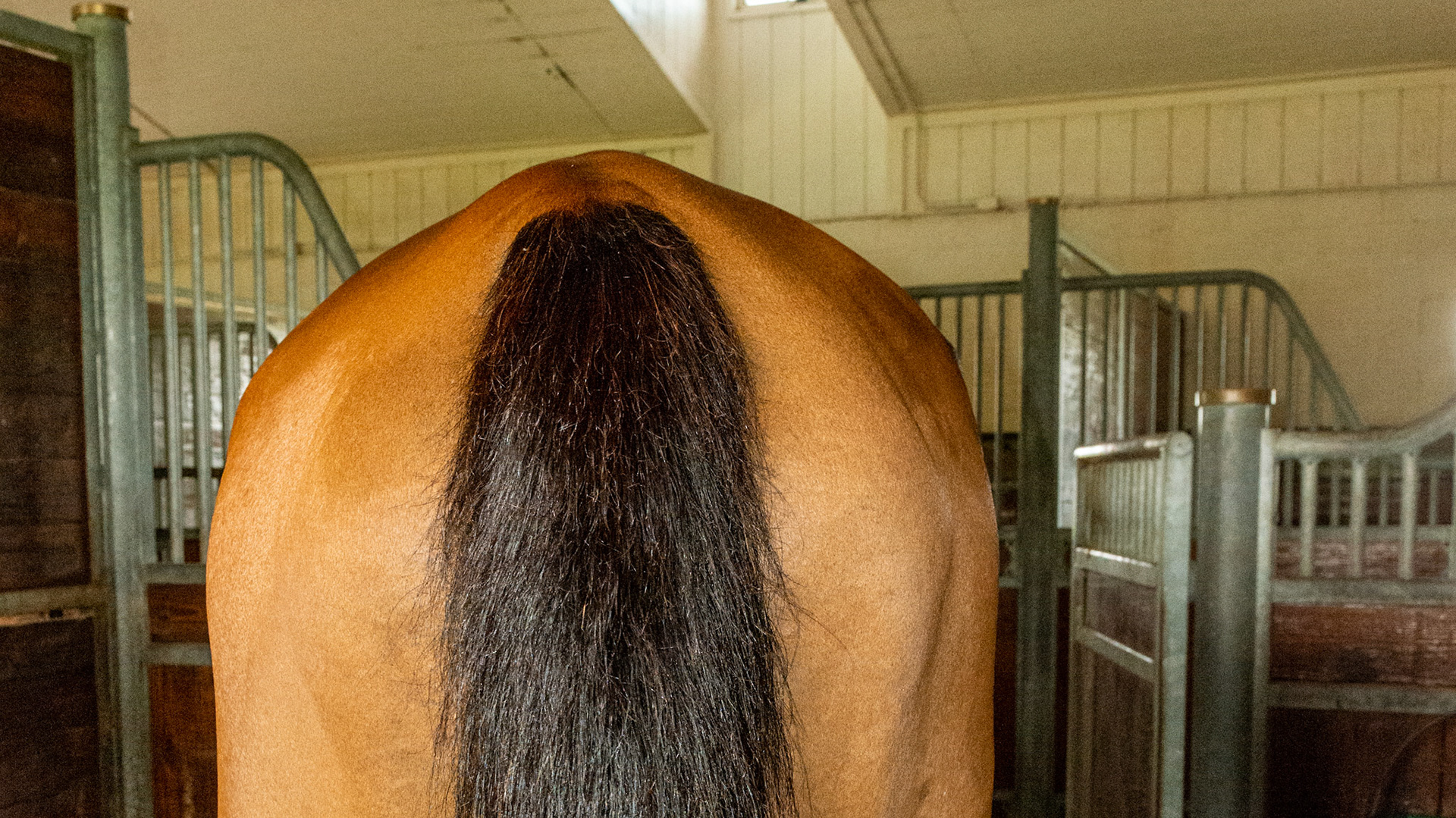 This horse is standing squarely on his hind legs. Notice the asymmetry of the hips. This horse is 19 years and is sound and competing.