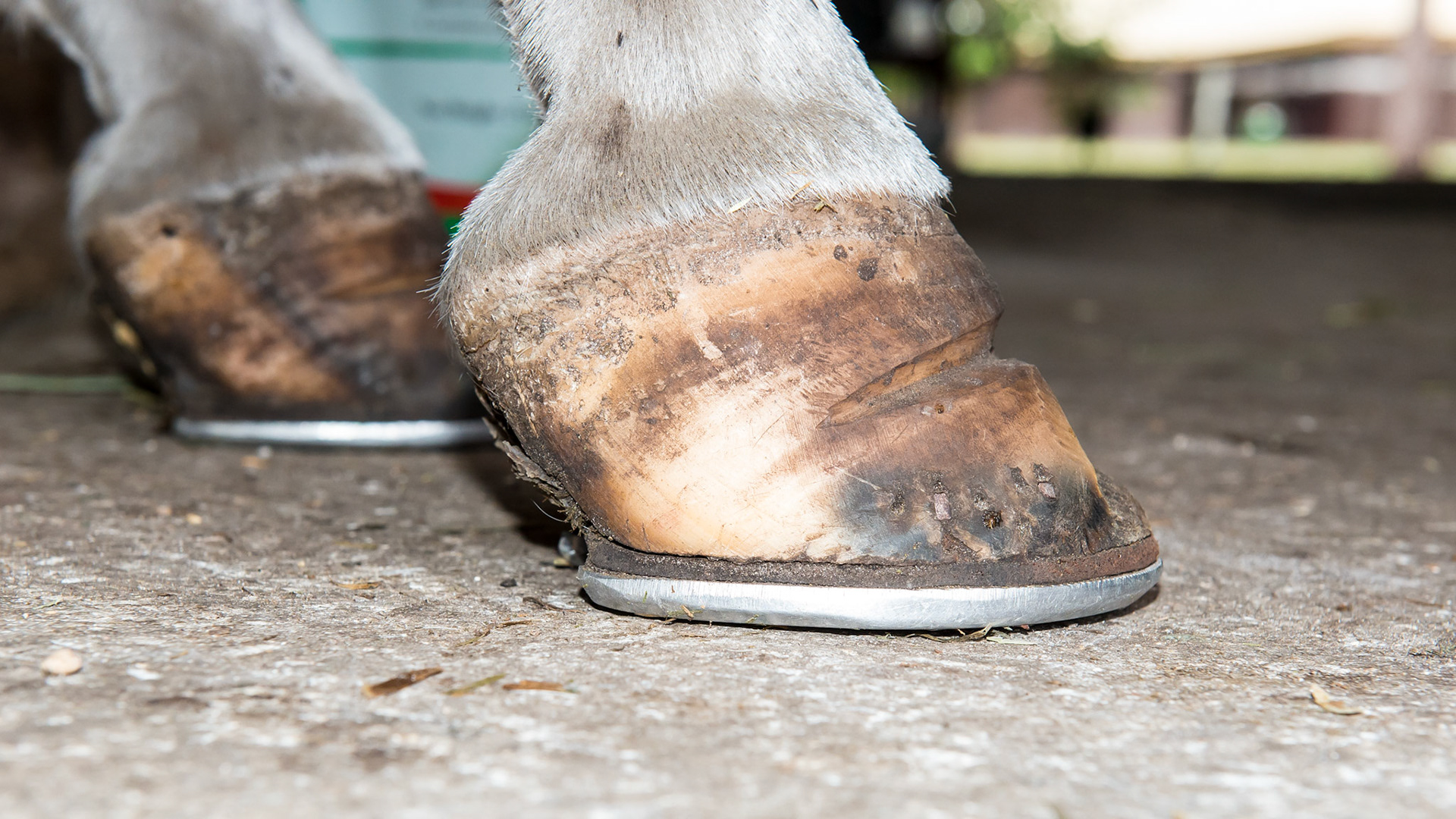 The RF lateral side view shows an extremely long heel with curved tubules in the hoof wall.  The crushed heels shows that this is a chronic case with the pony landing on the heels - typical for laminitis.  Due to the shoeing, the heels have been allowed to grow.  An X-ray of this view would probably show a rotated coffin bone.