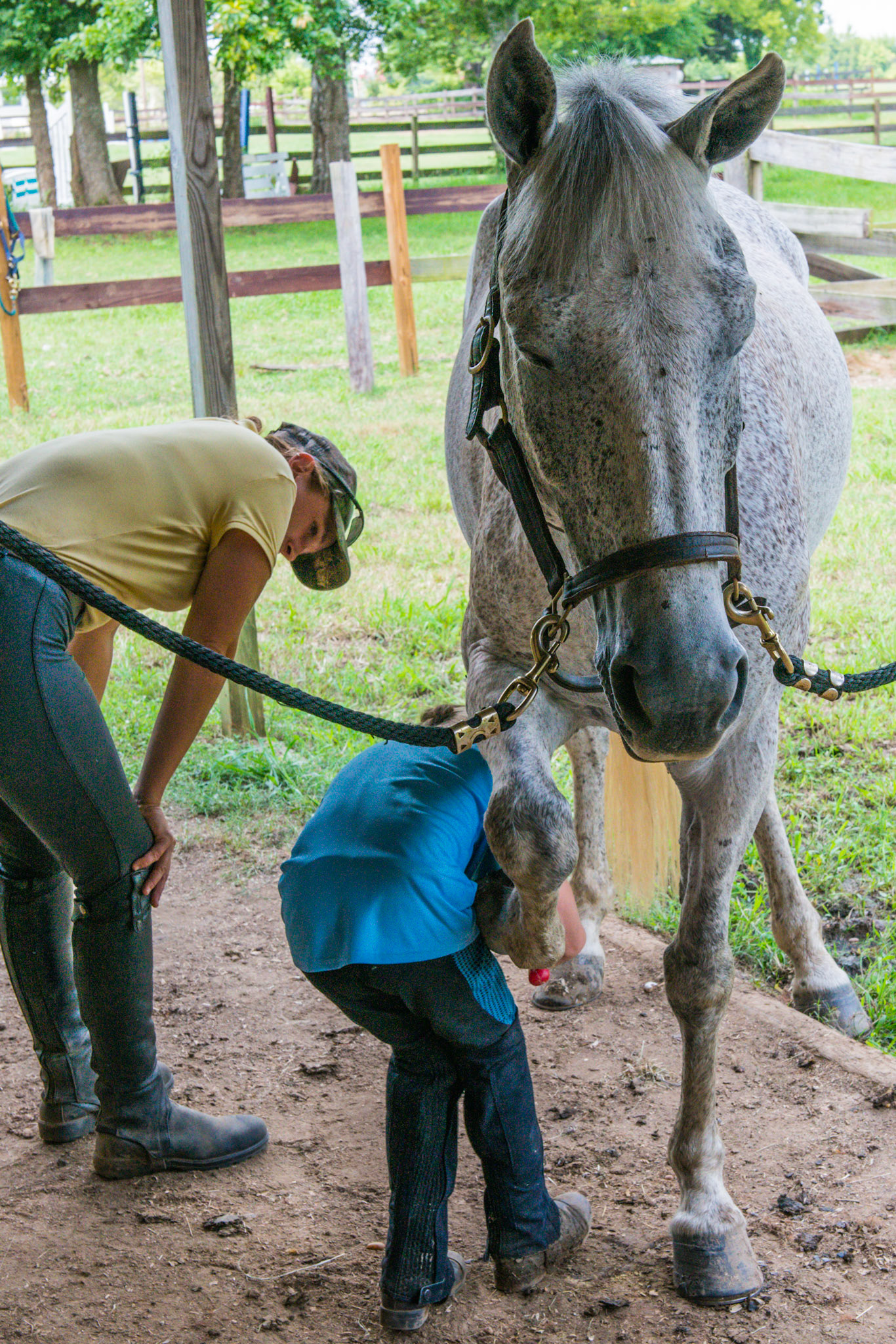 Learning to clean hooves with a coach and a kind horse