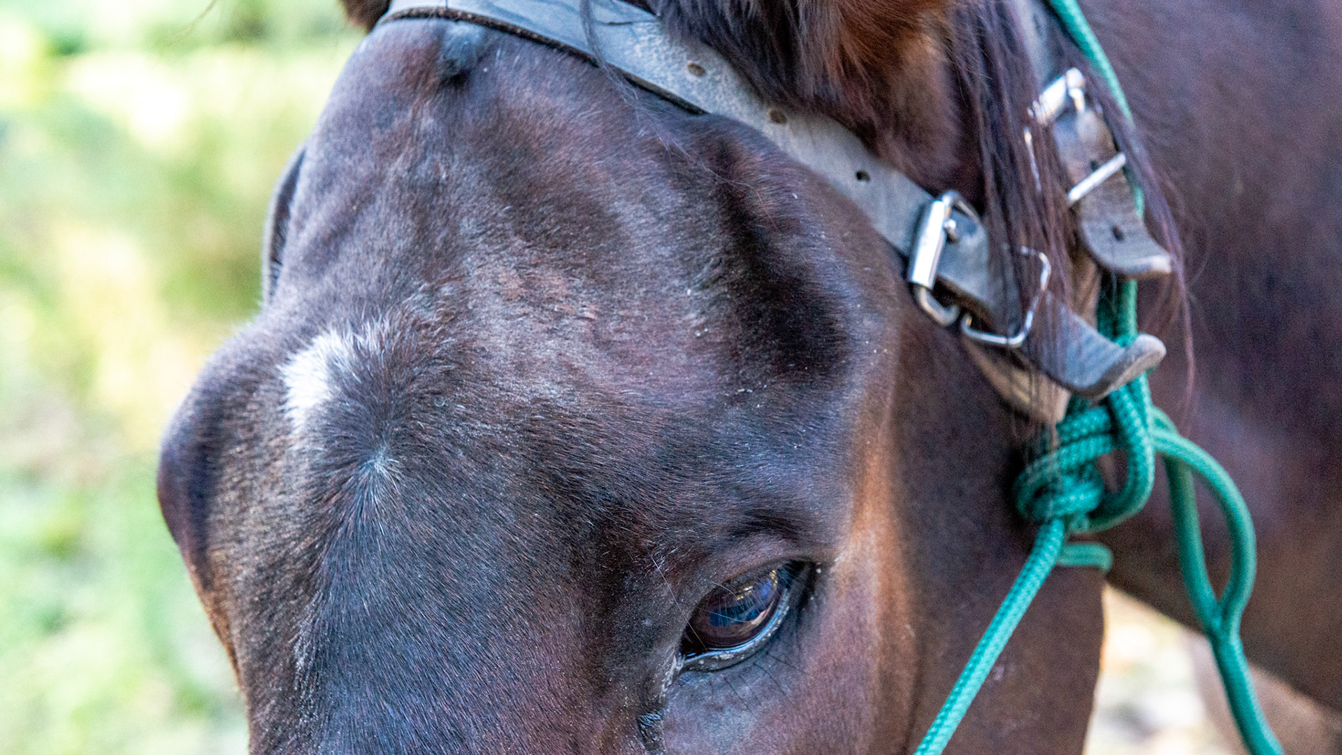 Old fracture from trauma to head.  This does not affect his ability to chew.
