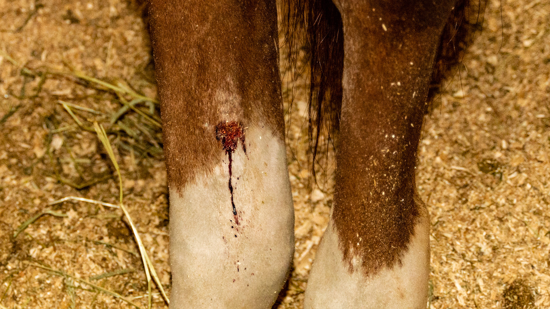Open and draining wound on the inside of the hind cannon bone. This is a partial skin thickness wound that does not require suturing (but does need attention).