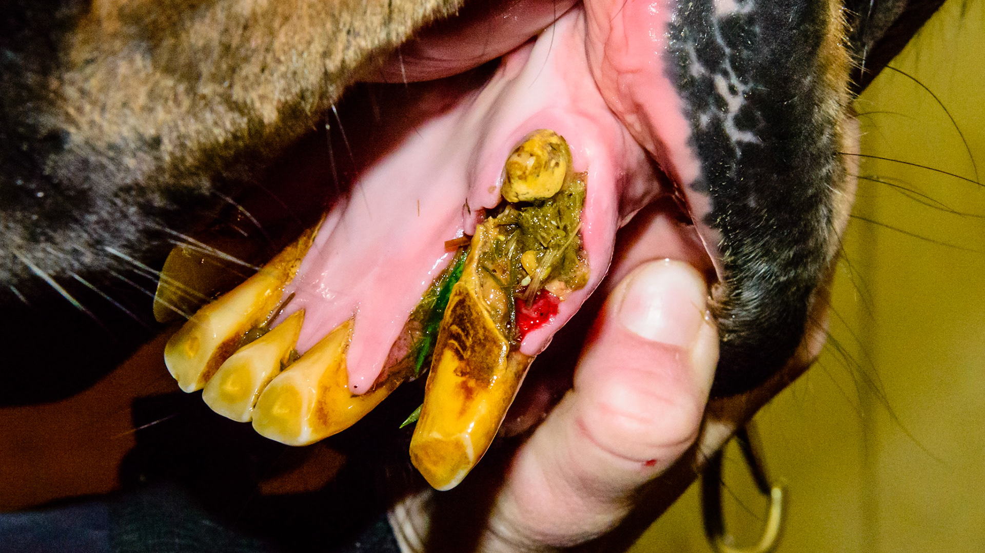 EOTRH horse 20 - extraction of the decayed incisor 303.