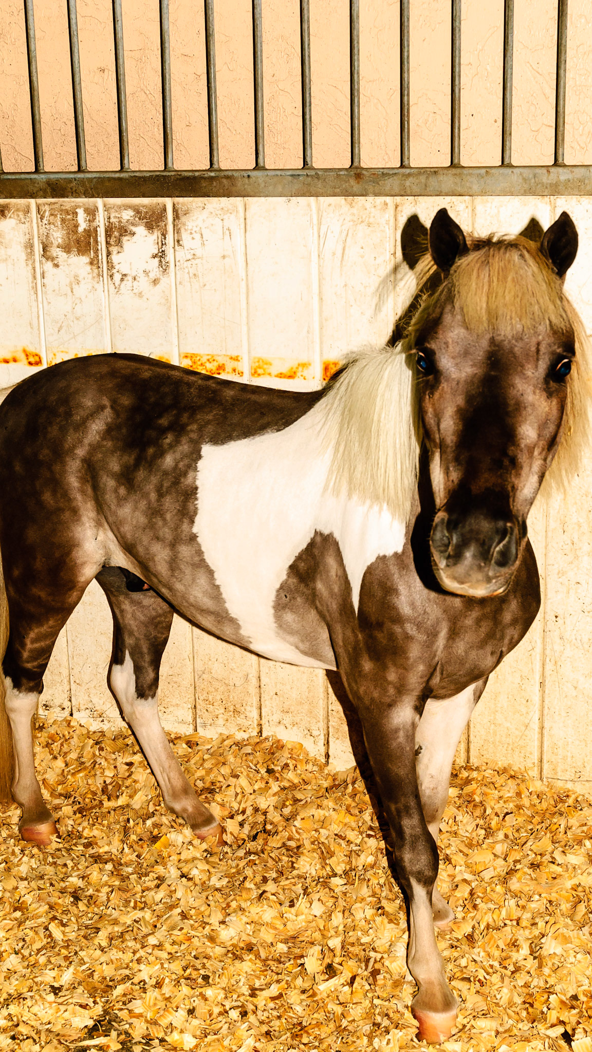 Horse A - BCS 5 - Moderate ~ The spine and ribs cannot be seen but can easily be felt with a light touch.  The withers, shoulders, and neck are smooth and rounded.  Fat can be felt at the tail head.