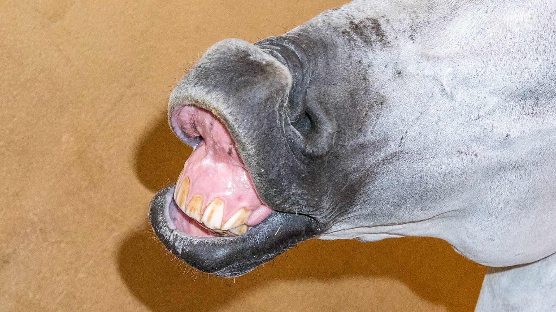 Flehmen lip curl response