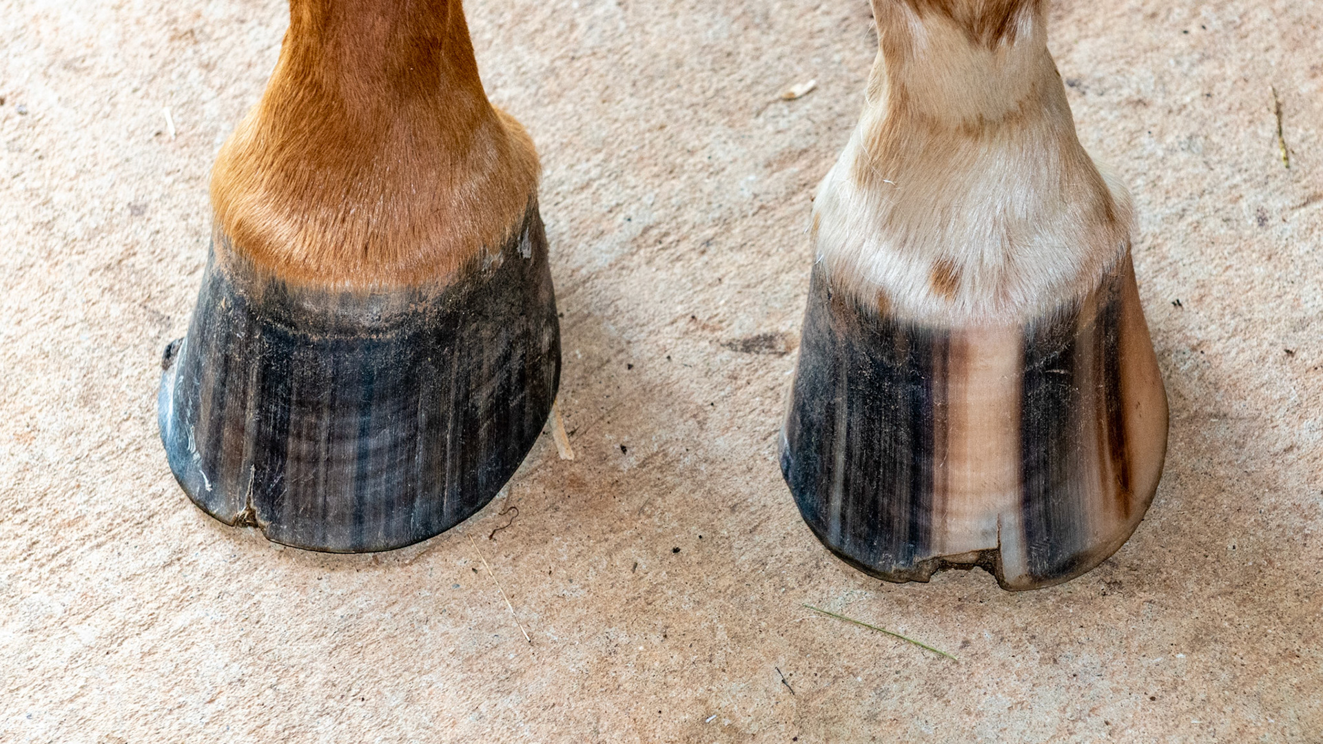 Horse A - LF and RF - Both toes are long with toe cracks. The lateral wall of the RF and medial wall of the LF are breaking off.