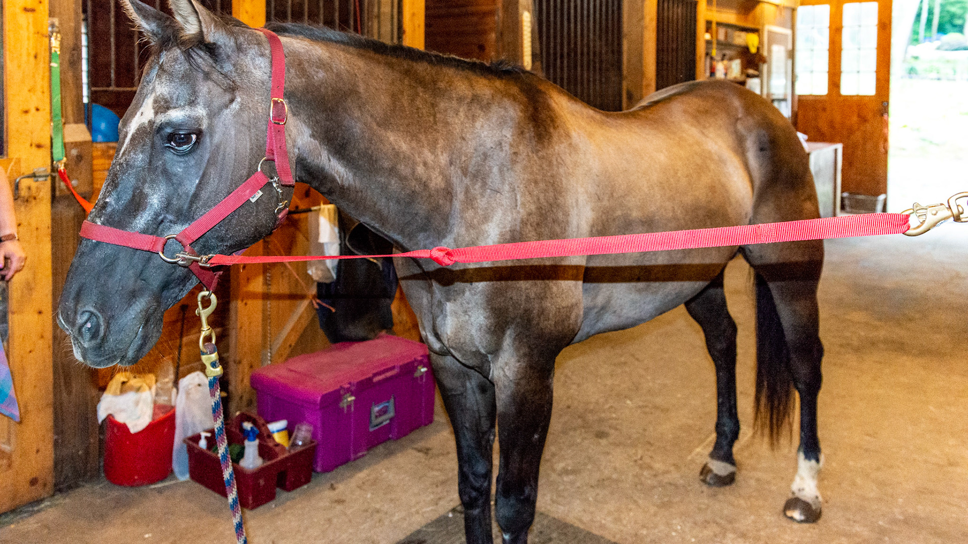 Grulla (Grullo) color has individual hair shafts that share the colors that make up the coat unlike a roans that have a mix of individually colored hair shafts.