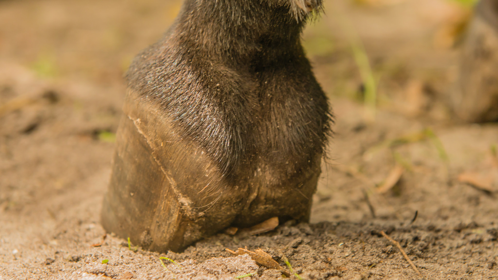 Mini w/ chronic laminitis that started 8 yrs ago - no signs of hoof pain today BSC = 5