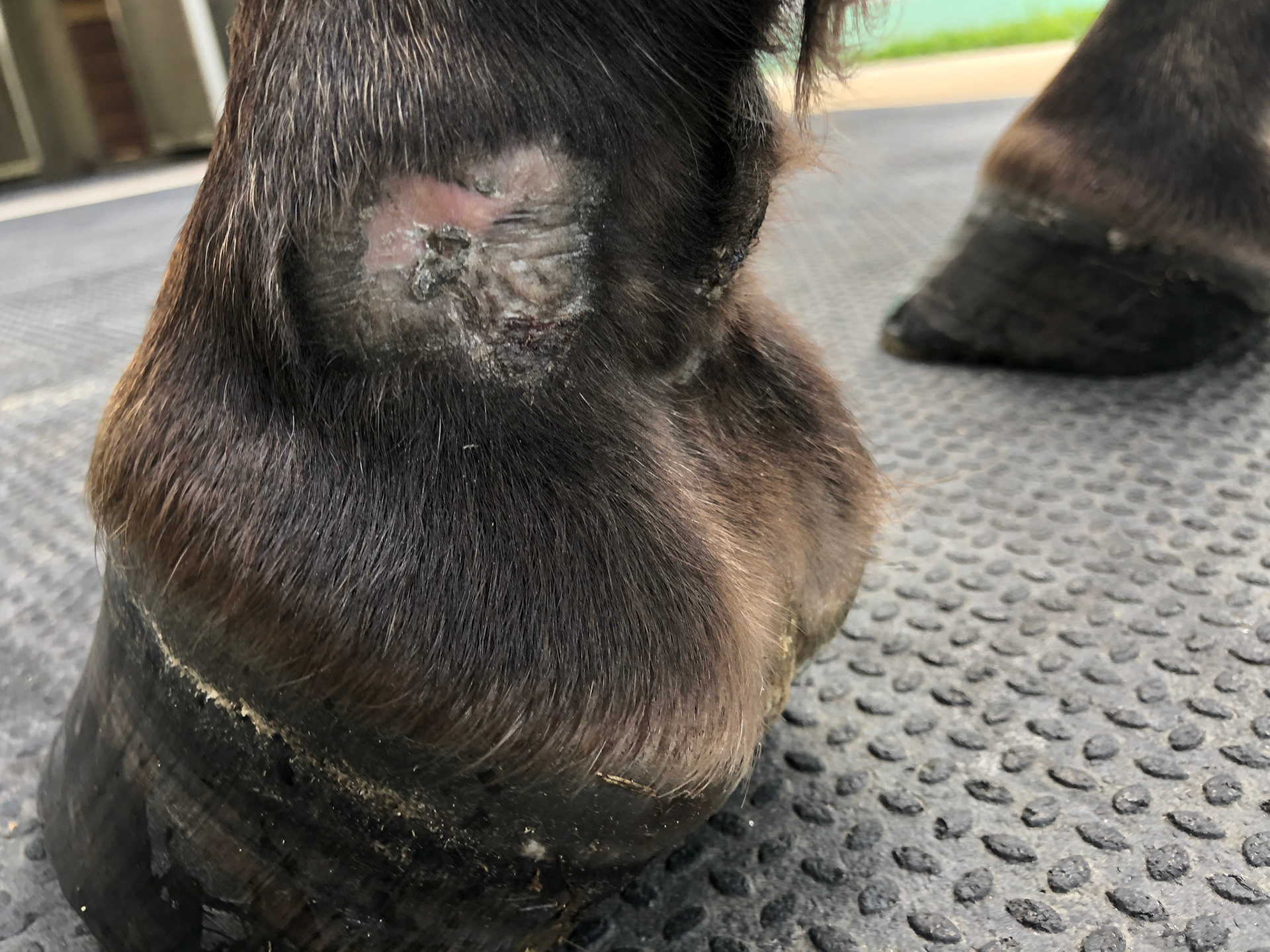 Horse G - Healing summer sore using aluminum spray at this point.  This wound had been covered with a water soluble antibiotic powder, a non-stick sterile pas and a pressure wrap for the previous month to control the forming granulation tissue.