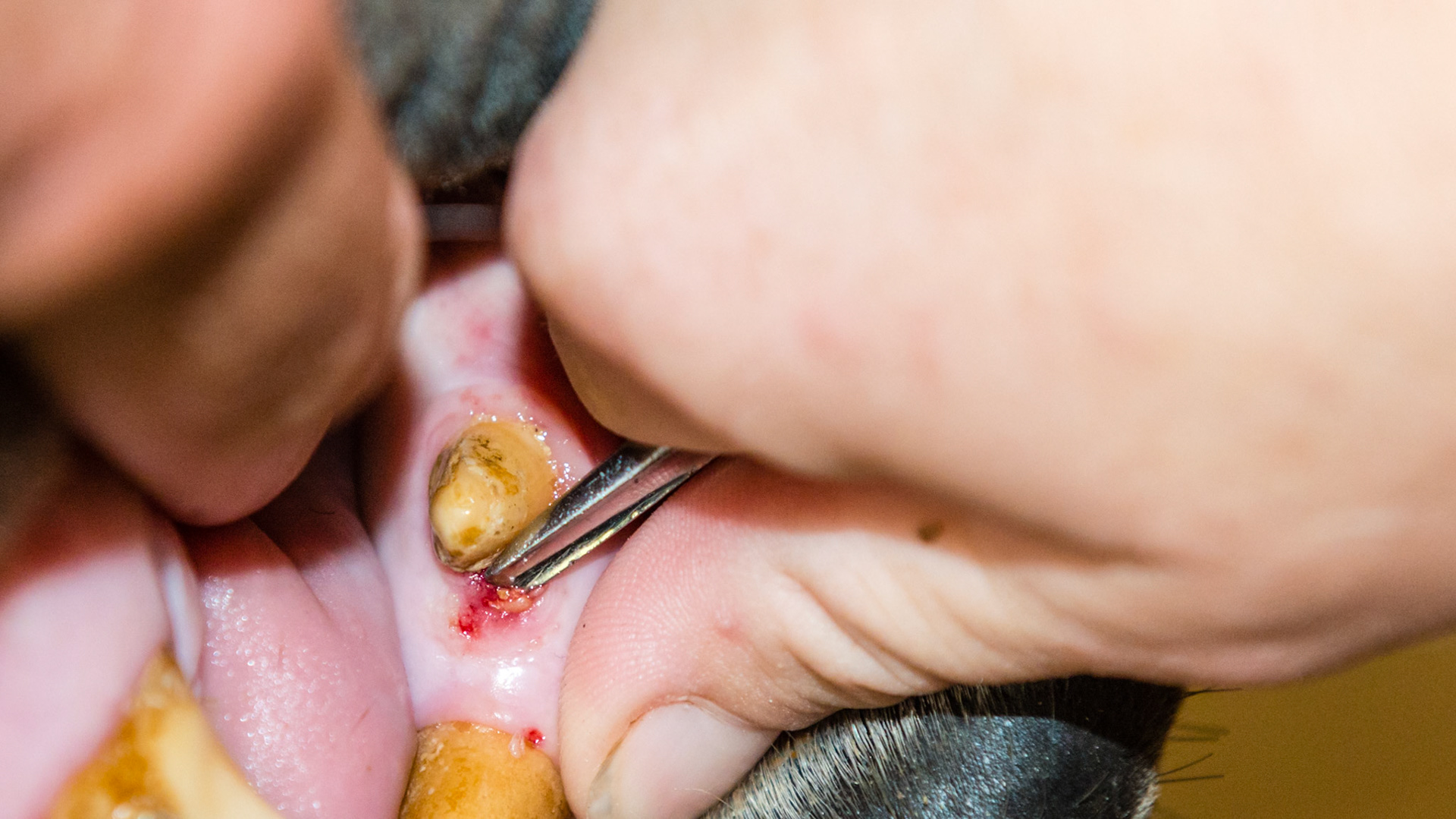 A tooth fragment rostral to 304 with gum irritation. Removing using the wolf tooth elevator. 1 of 3