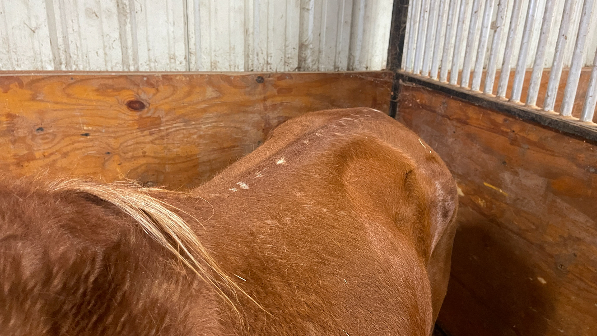Normal top line spots of the Paso Fino breed called lacing.