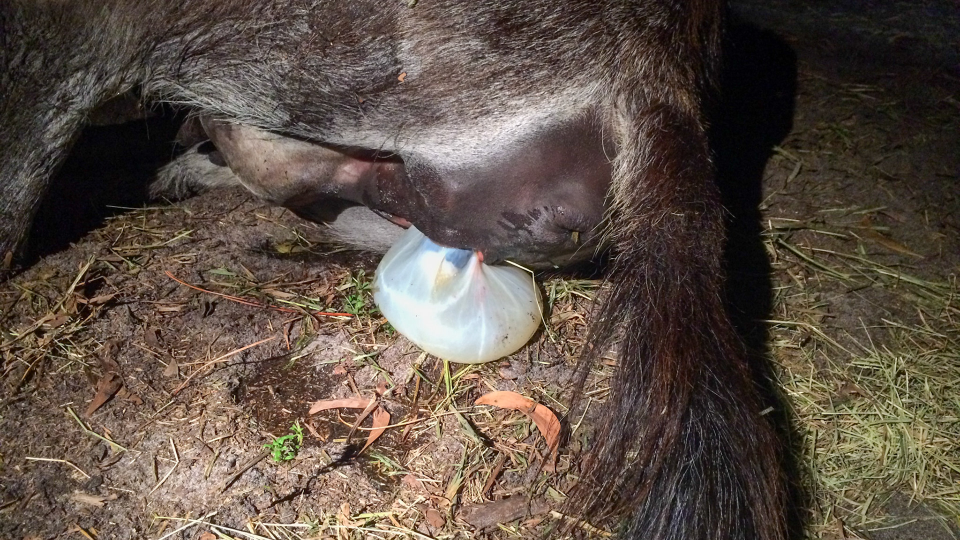 9/29 - Donkey birth - down again, the process continues.