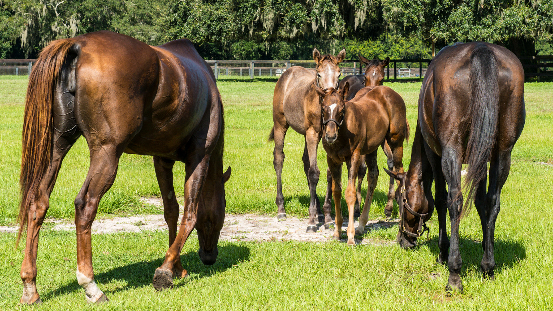 Foals playing as the mothers eat with a watchful eye.