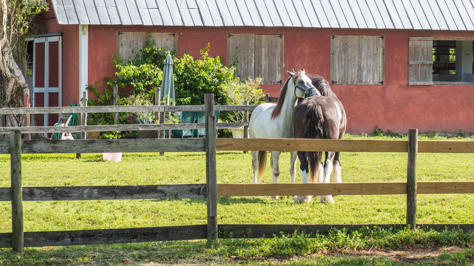 Mutual grooming of 2 horses, each nuzzling the other's back.  They have switched sides compared to the other picture.