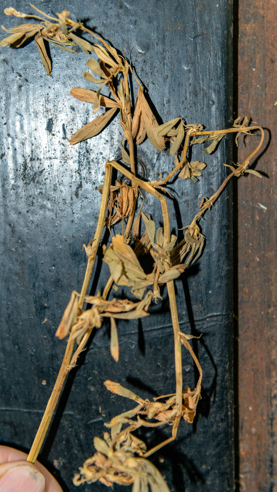 Mature alfalfa hay. Plenty of leaves, not very green, no flowers, thick stems.