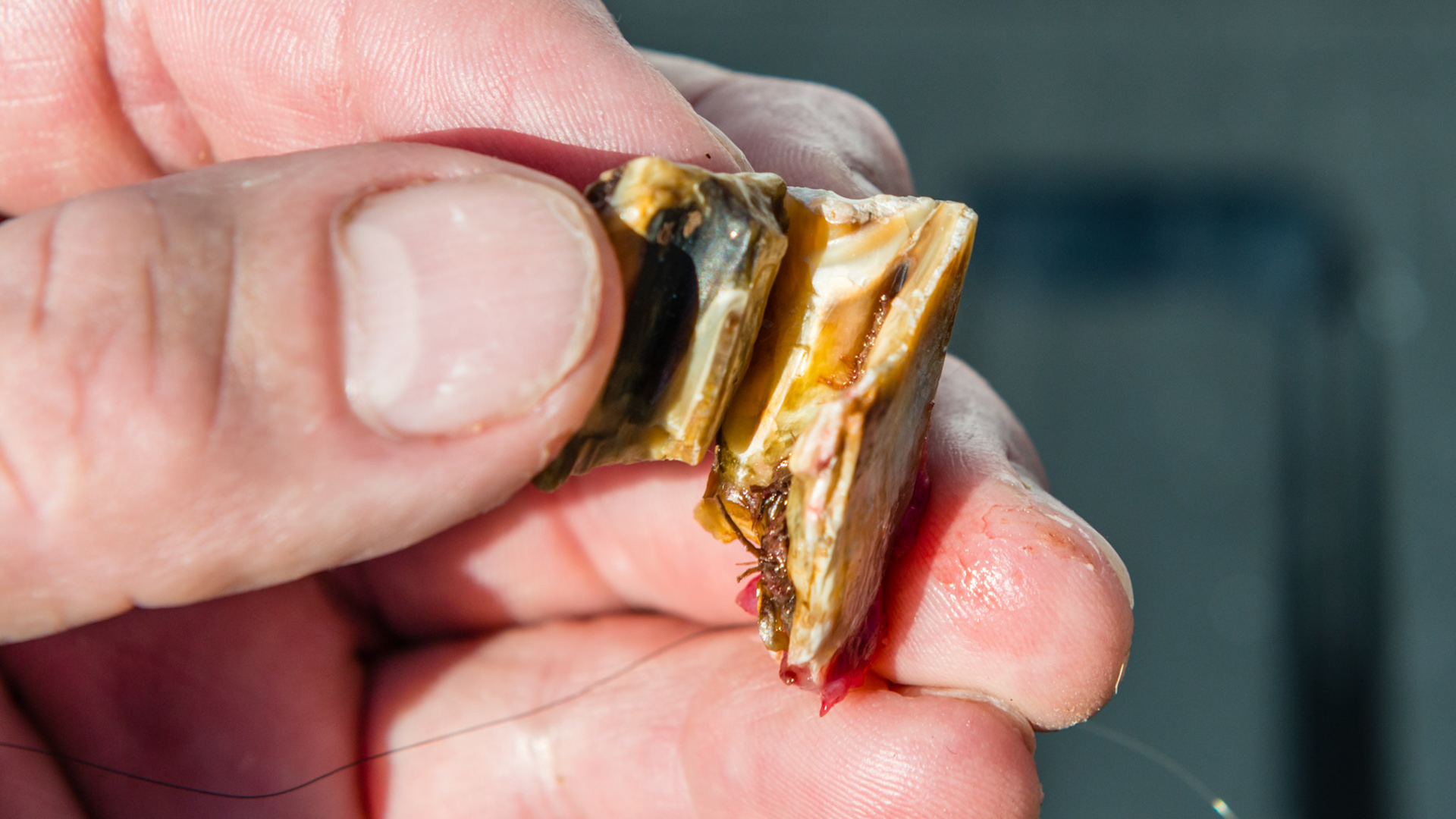 2 separate fracture pieces removed one at a time from 108. No drugs needed for removal. Horse showed great relief.