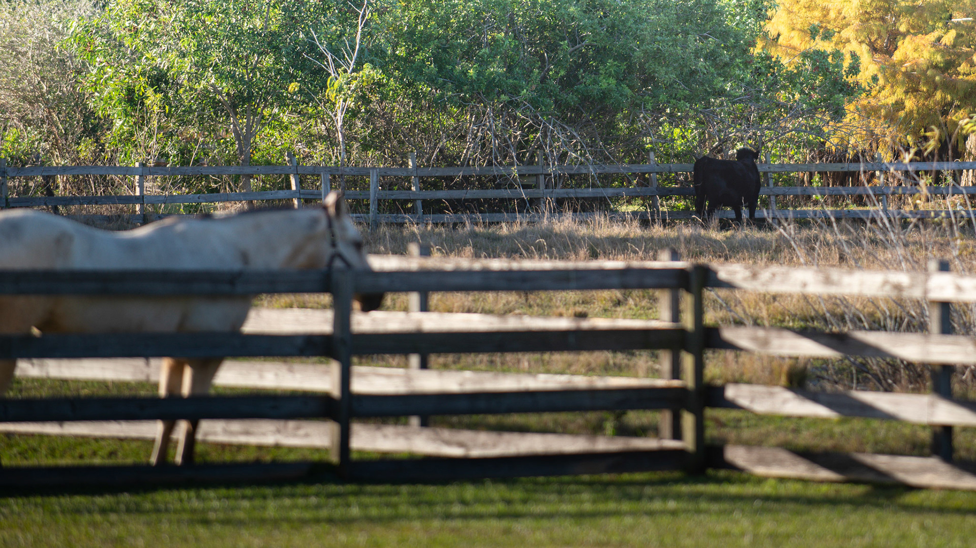 Cattle are browsers eating lignin as evidenced by these cattle eating as high as they can reach.