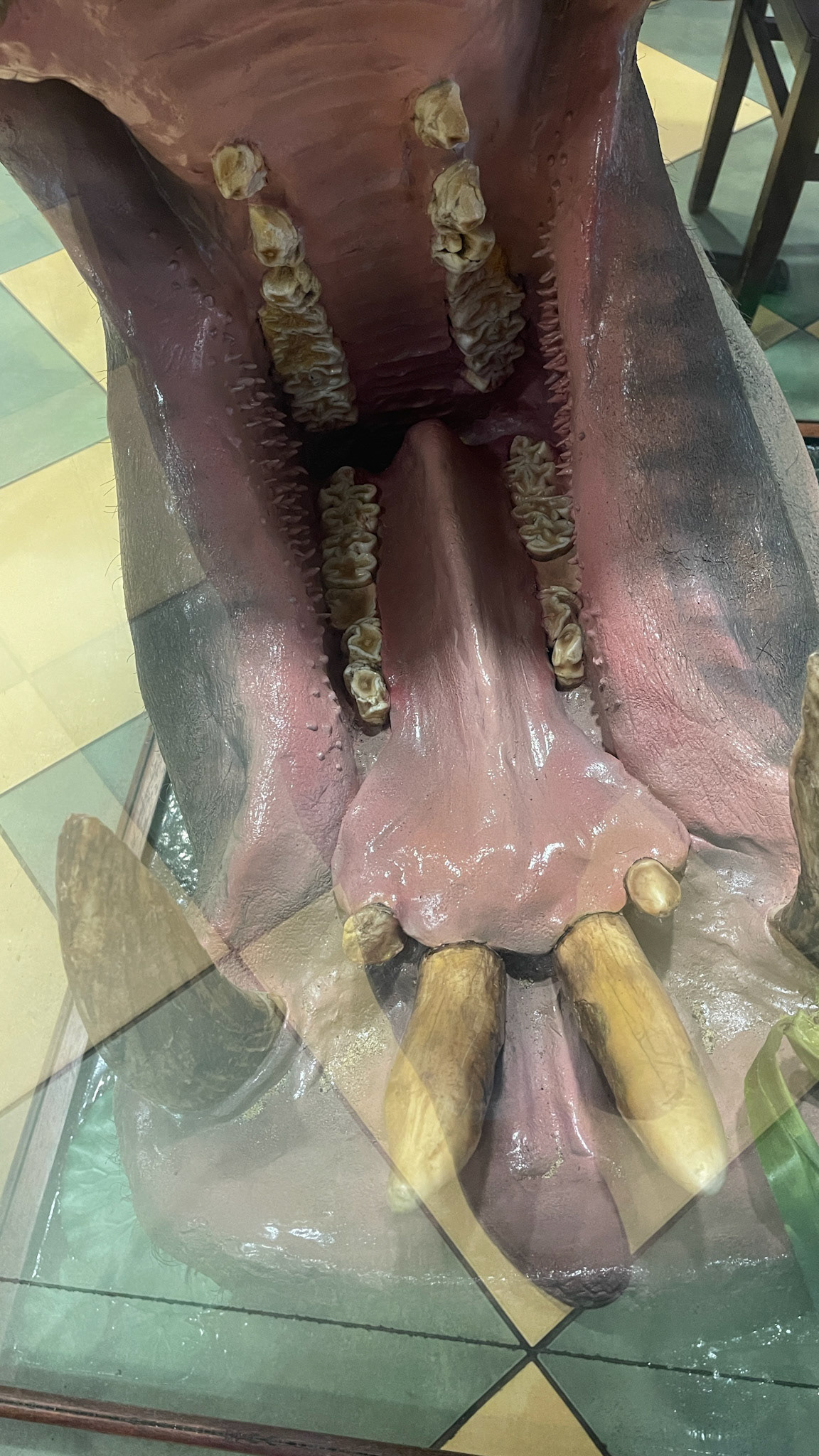 A hippopotamus’s mouth was seen in a gas station in VA.