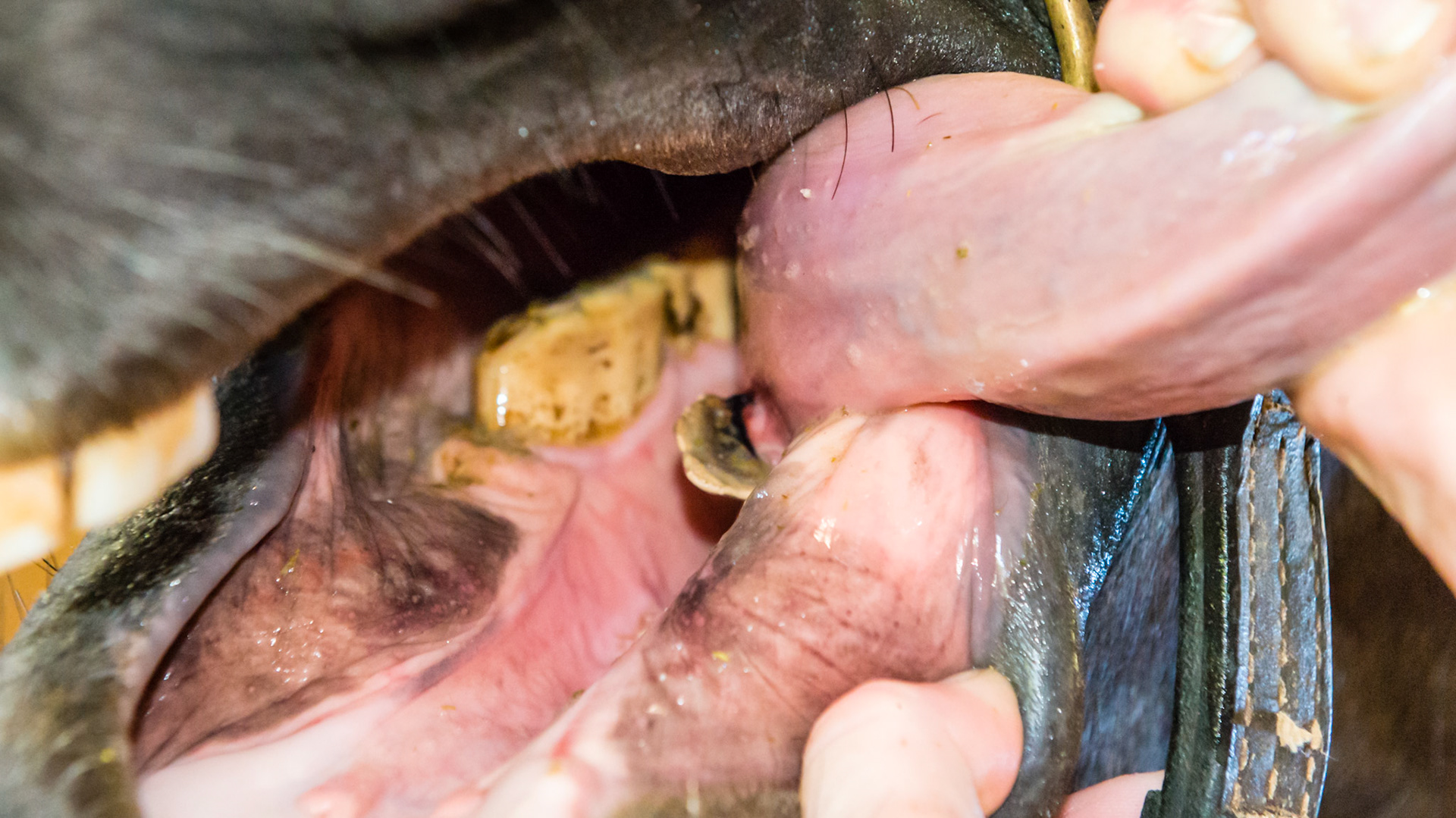 Staple -Tarter encrusted foreign object on the base of the tongue. The piece of tarter was the size of a guitar pick and just as thin. It was an incidental finding on a routine float.  The owner had not noticed any difficulty in chewing or riding.
