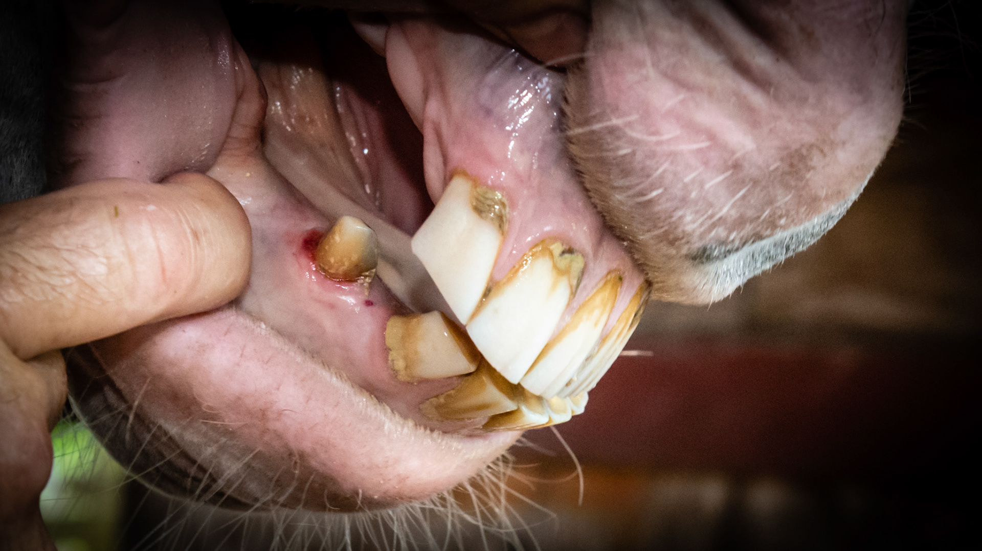 Over-eruption of 103. The blade has been pulled once.  The hook has been reduced. It could be rounded up a little at this point but is unnecessary.