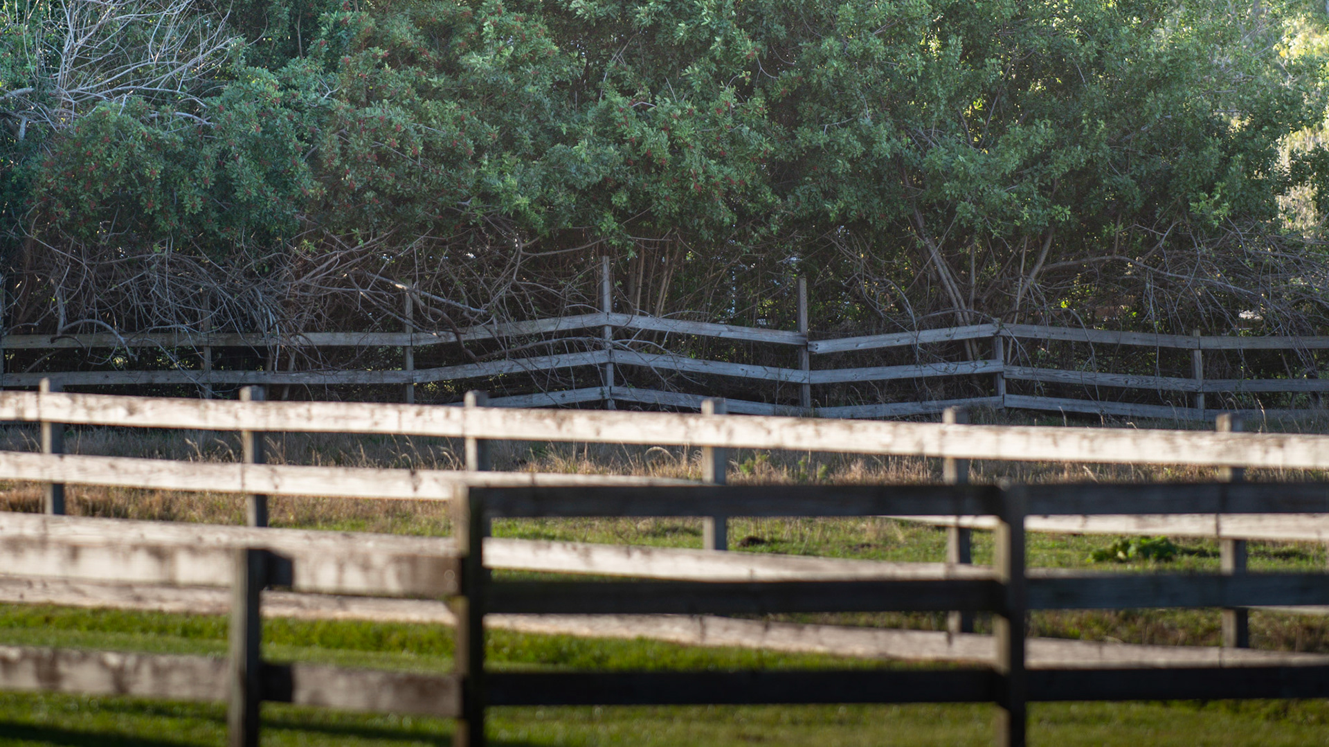Cattle are browsers eating lignin as evidenced by these cattle eating as high as they can reach.