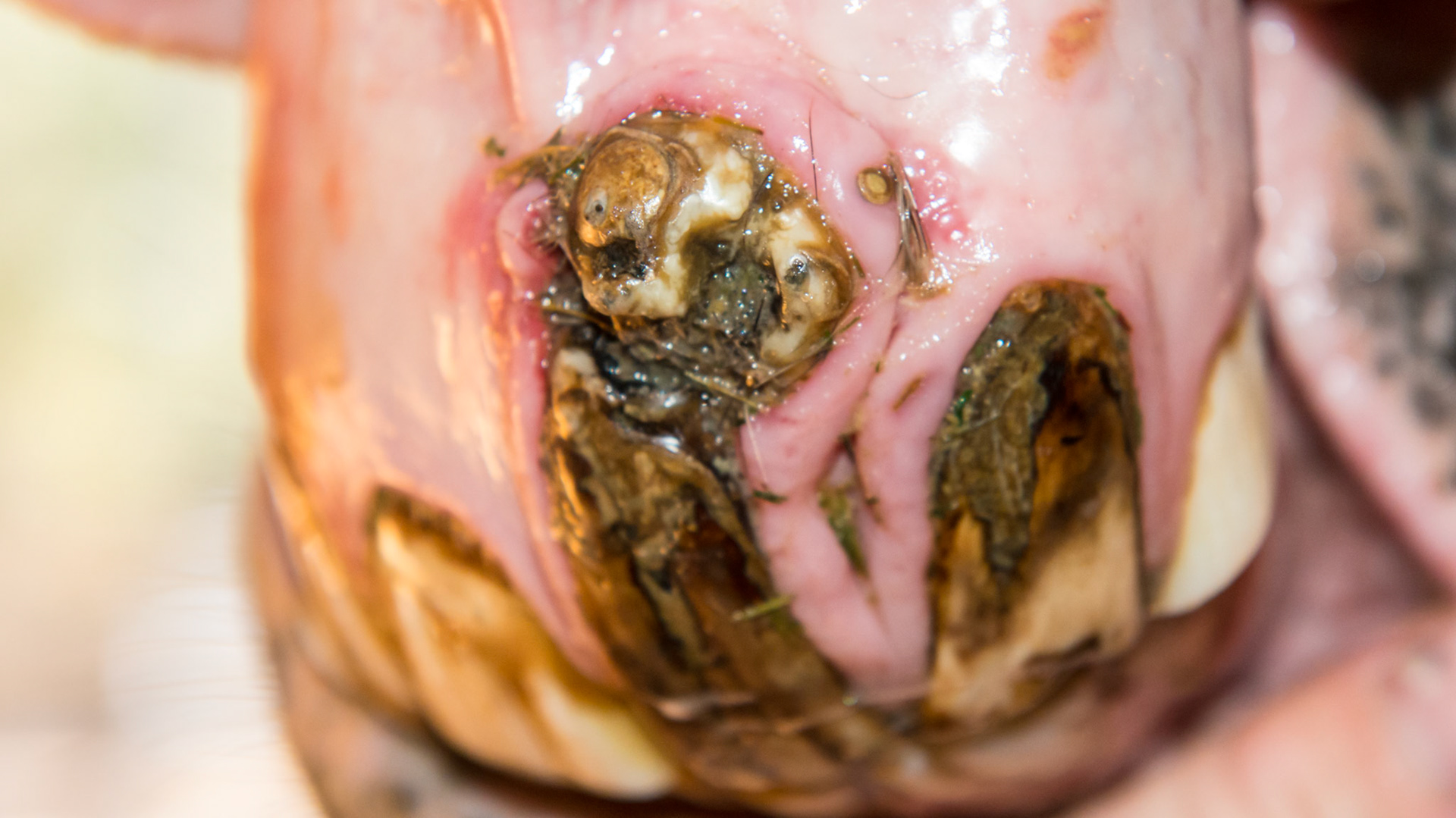 Incisor tumor - Presumptive dental tumor of the incisor in a 7 year old Lusitano G. The irregular surface trapped food but otherwise was not a problem for this horse.  We elected to watch this for development but the owner had not known about this until the teeth were floated.