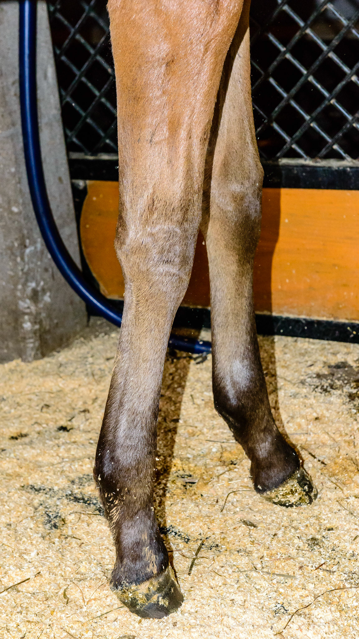 Severely contracted superficial digital flexor tendons (SDFT) in both front limbs of this foal. This contraction causes the fetlock to pop forward making the cannon and pastern almost a straight line.  Also notice the knee is also popping forward - often the very first sign that the foal is growing too fast and a contraction is about to occur. There is also a hard bulging above the knee at the growth plate of the forearm (physis) which is called epiphysitis - another indicator of growing too fast.
