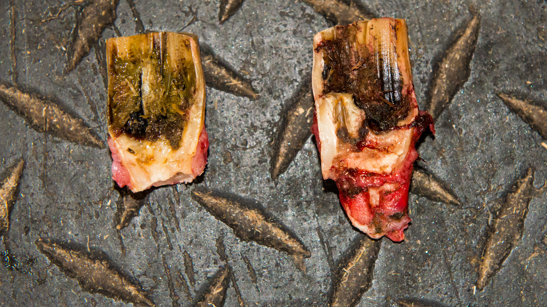 Cheek teeth fracture horse 7 -Fractured #109 and 209 in a rescued mini horse.  These are the extracted palatal pieces. Both teeth were tilted towards the cheek. Note the curved reserved crown of one of the fractured pieces.