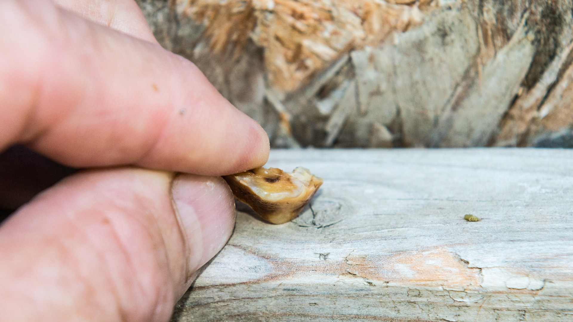 This is the end on view of the hook.  You can see how sharp the edge is.  The tip is flattened either from stropping or it was becoming embedded in the opposing gum line.