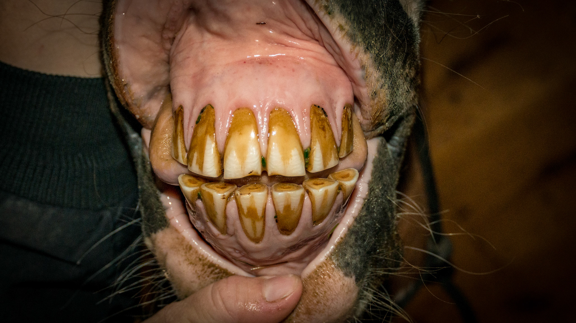 6/14/1993 = 20yr QH G - Horse B - 20 yr QH with relaxed incisors in a natural position