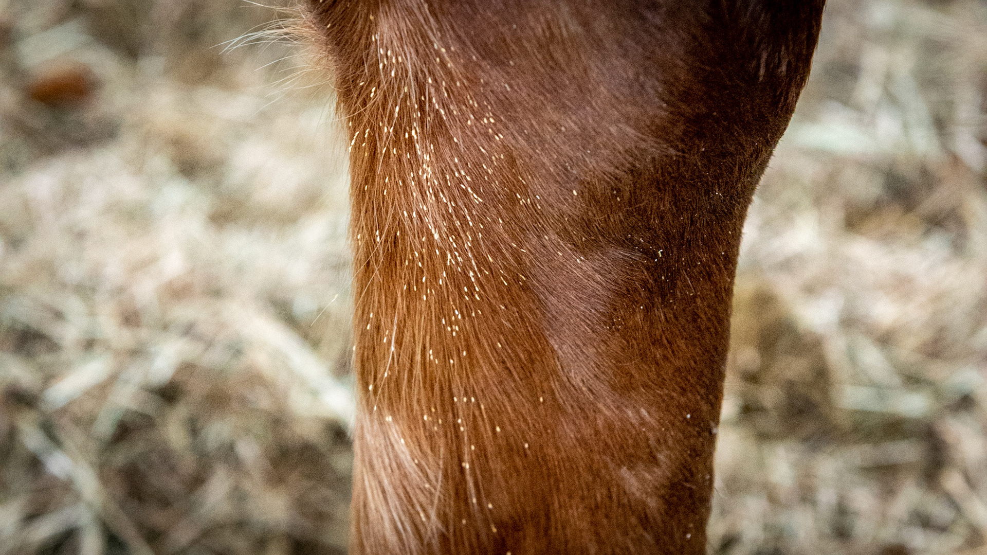 Bot eggs attached to the hairs of the horse below the carpus on the inside of the forelimb.