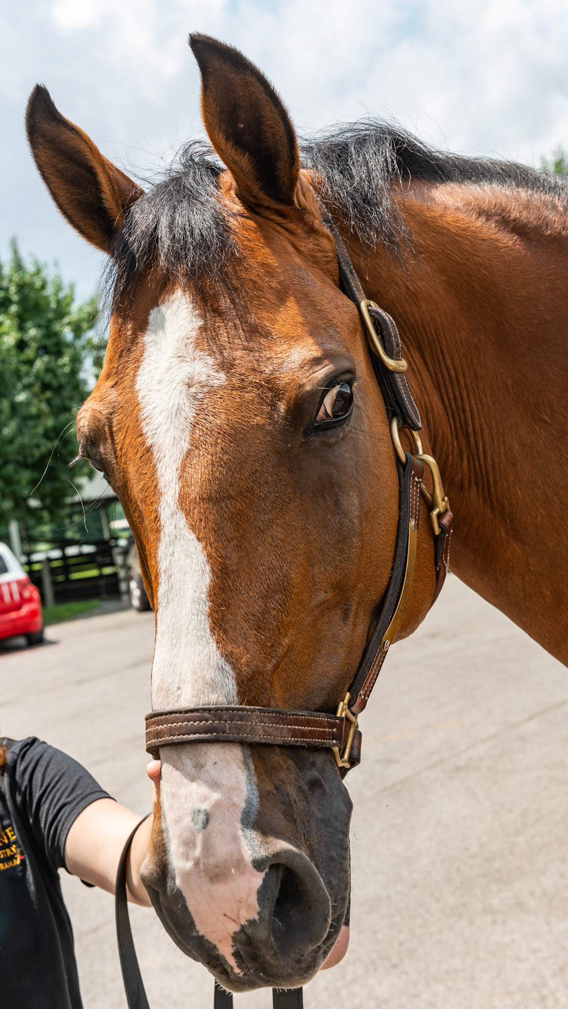 Blood bay has the black legs, mane and tail but the rest of the body is a reddish brown or mahogany.  A regular bay has a darker, almost black body.