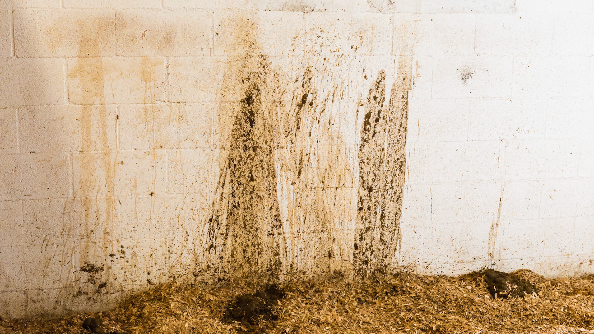 Diarrhea on the stall wall. This horse had lived in Long Island, NY but moved to south Florida a few months ago. The horse is given T&amp;A hay plus a quart of grain twice a day. He is also on rinantidine for gut lining irritation.