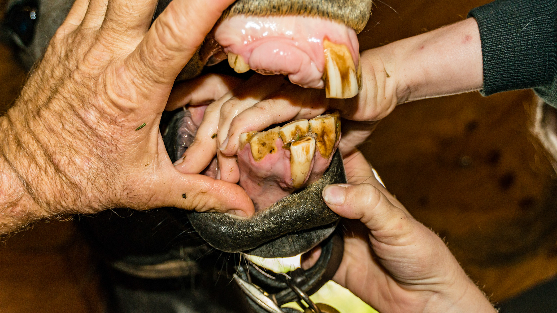 Horse C - 4 yr old TB G with trauma causing the loss of 101 and 102 plus deforming the lower incisors with a retained 81