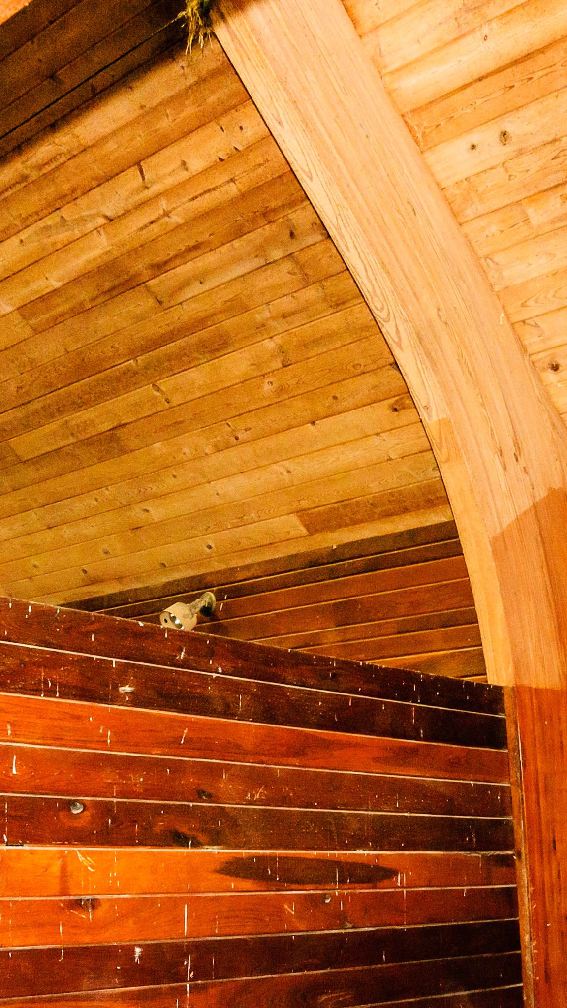 A beautiful ceiling with laminated and curved trusses.  Bird control is poor as seen on the stall wall.