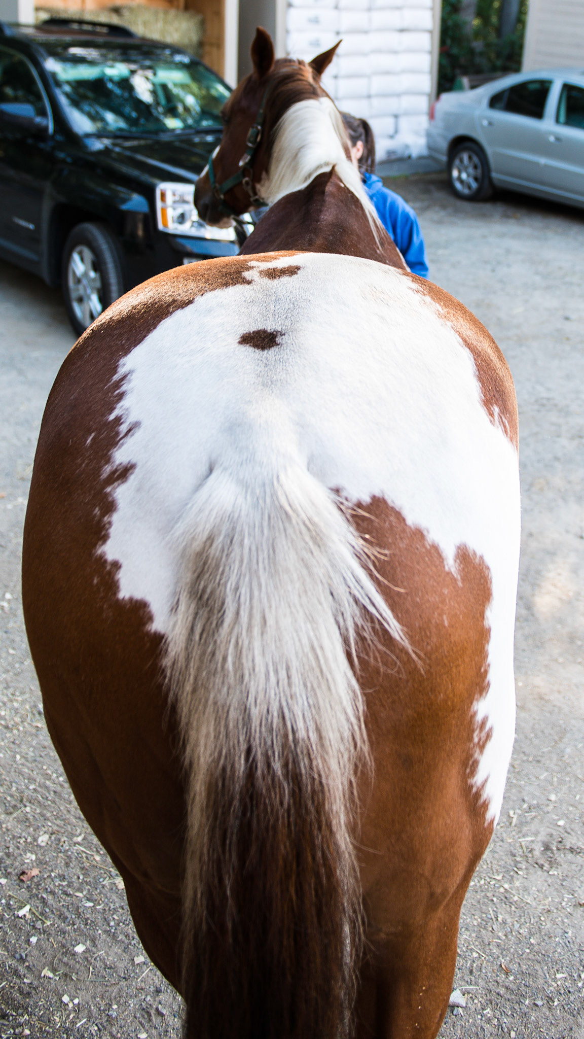 Tovero is a blend of overo and tobiano traits. The white clearly goes over the back which is a tobiano trait.