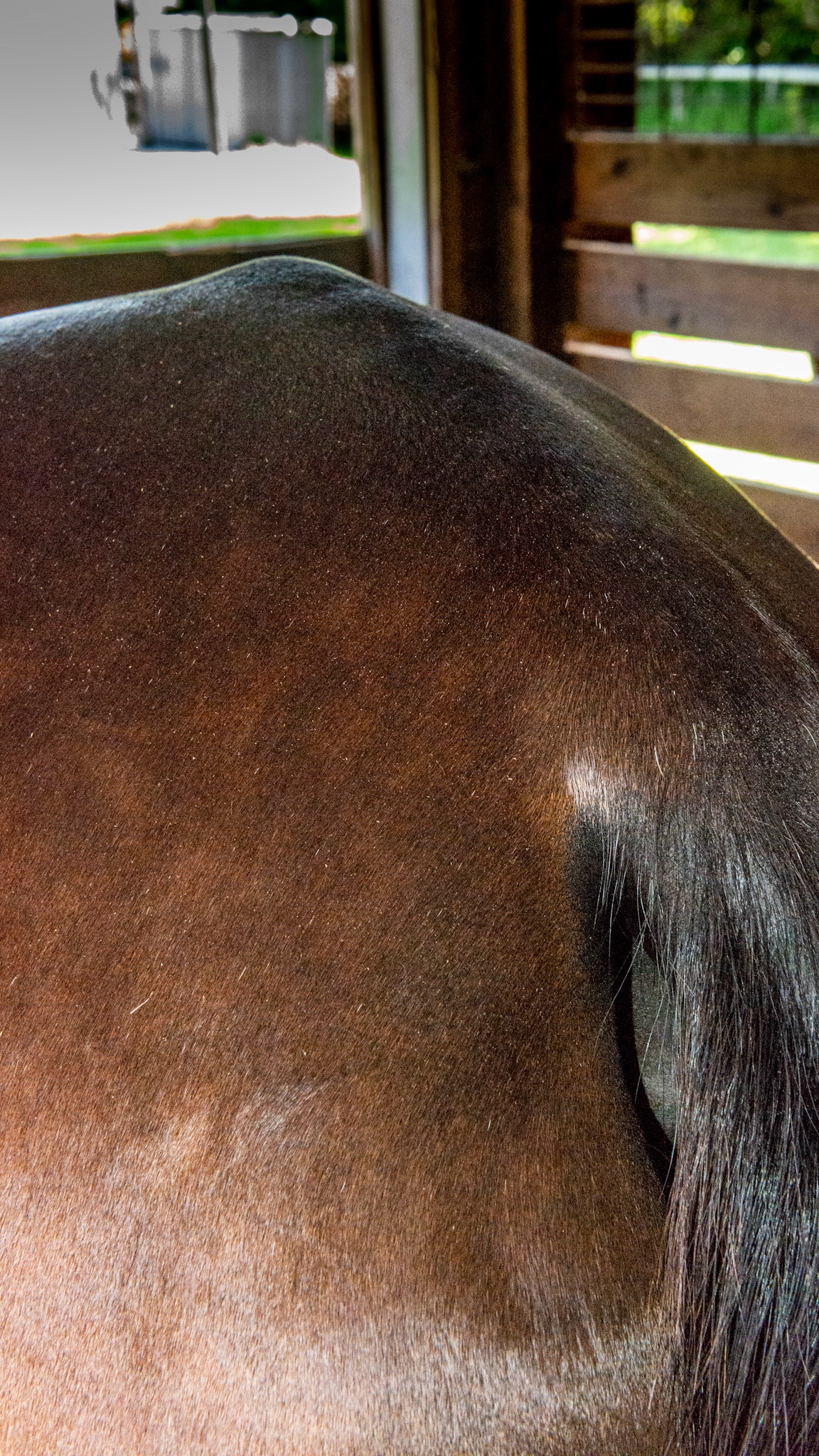 Top Line Score C = loss of musculature along the spine from the withers to before the rump (croup).  BCS 5 - Moderate ~ The spine and ribs cannot be seen but can easily be felt with a light touch.  The withers, shoulders, and neck are smooth and rounded.  Fat can be felt at the tail head.