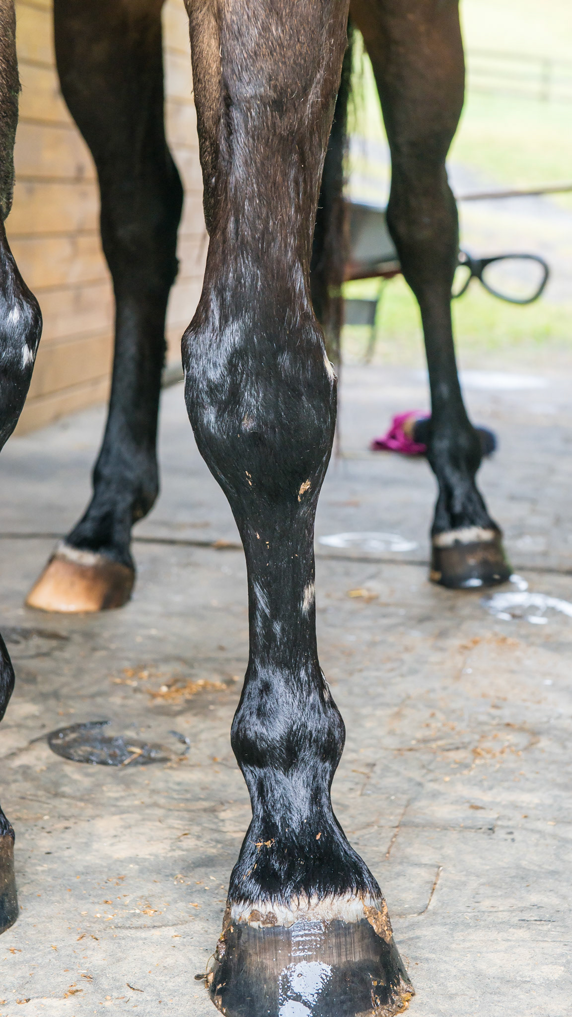 6 yr old Hanovarian that received staple surgery as a foal to correct a varus limb deformity in the left front limb.  Also, this LF limb has a “bench knee” where the cannon bone is offset relative to the radius (upper forelimb). This places increased weight on the medial aspect of the cannon bone and medial splint and is the leading cause of medial “splints” in horses.  Also note the splaying out of the lateral wall of the hoof as it is less vertical than the medial wall.  This indicated that the weight is being carried by the medial side of the hoof which can lead to hoof capsule deformity as well as future lameness.  It is important that the hooves be trimmed so that the horse lands as equally as possible to prevent splints and future lameness.