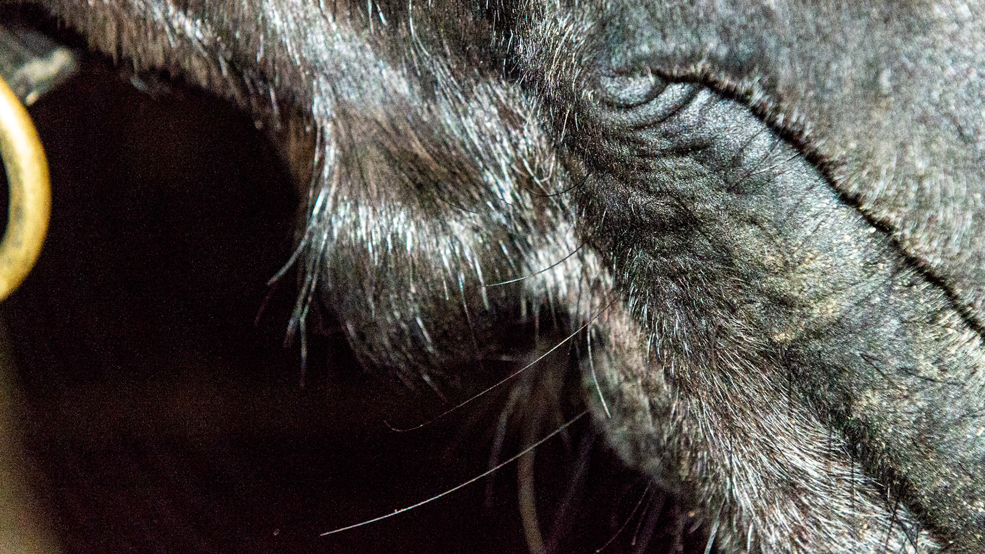 Soft tissue growth in the skin appearing a long time ago but not progressing much in this 27 year old.