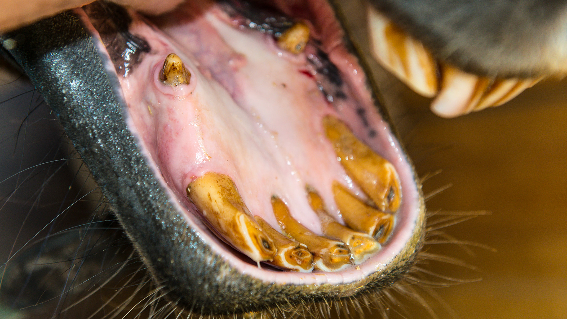 EOTRH horse 4 - Follow-up on this horse about 2 years after the 1st set of images shows the progression of this disease. Interestingly, but probably unrelated, is this horse's extreme sensitivity to floating the mandibular cheek teeth, especially 306 requiring medication and difficulty chewing for 12+ hrs. Receding gum lines on lingual side. Note also involvement of the 404 canine.