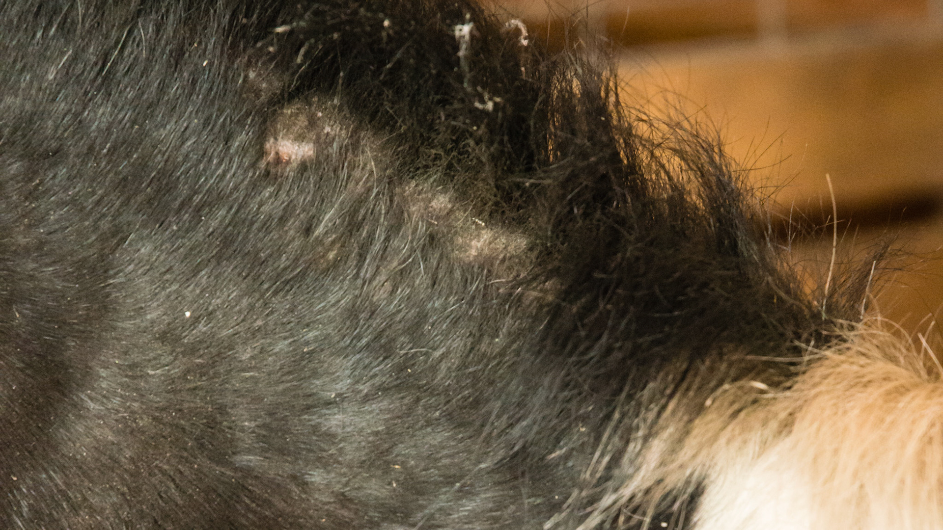 Horse A - culicoides (biting midges) sensitivity on the crest of the neck.