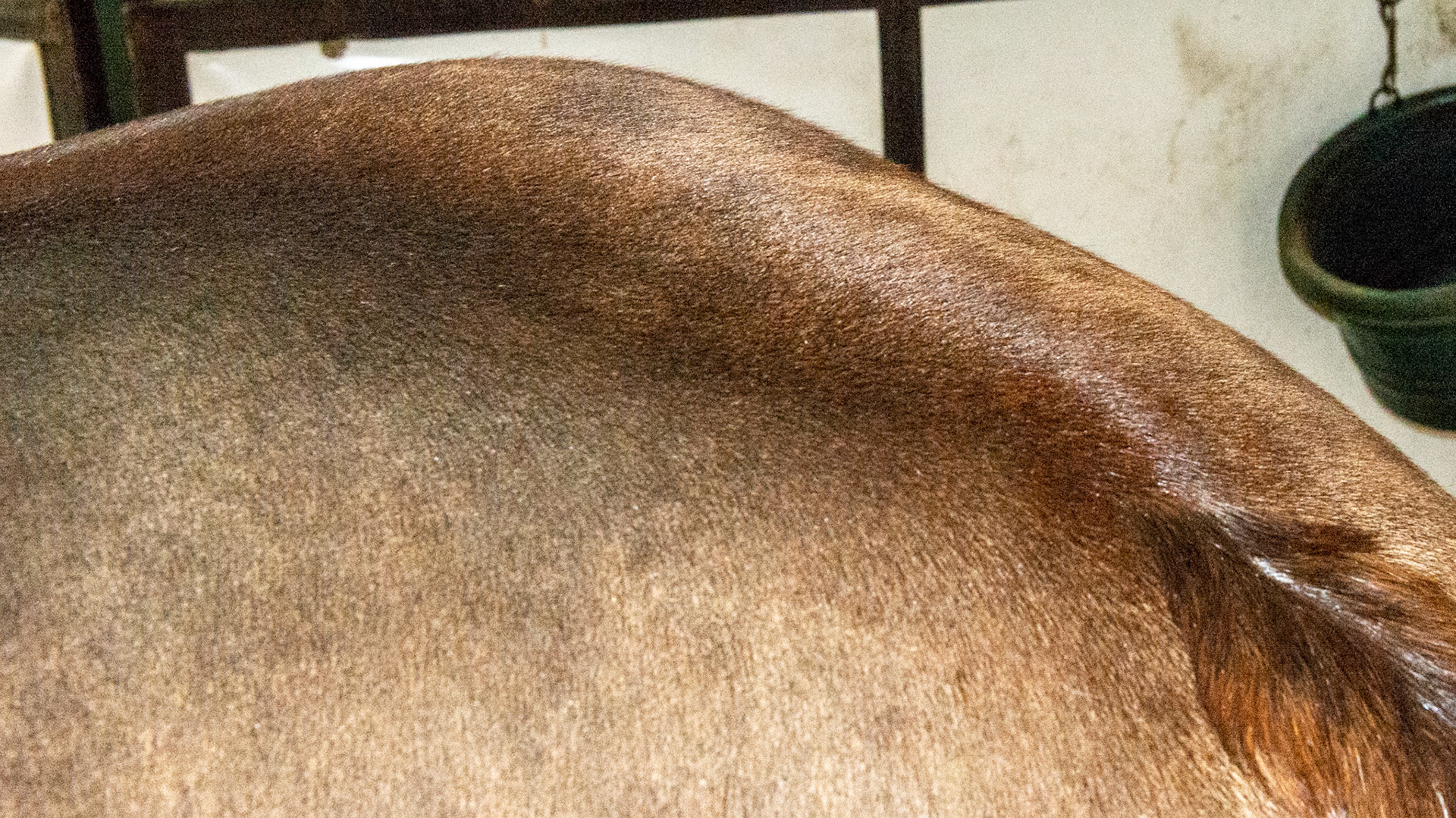 Horse A - BCS 7 - Fleshy ~ A moderate trough along the backbone and more fat covering the ribs, tail head, withers, neck, and shoulders.