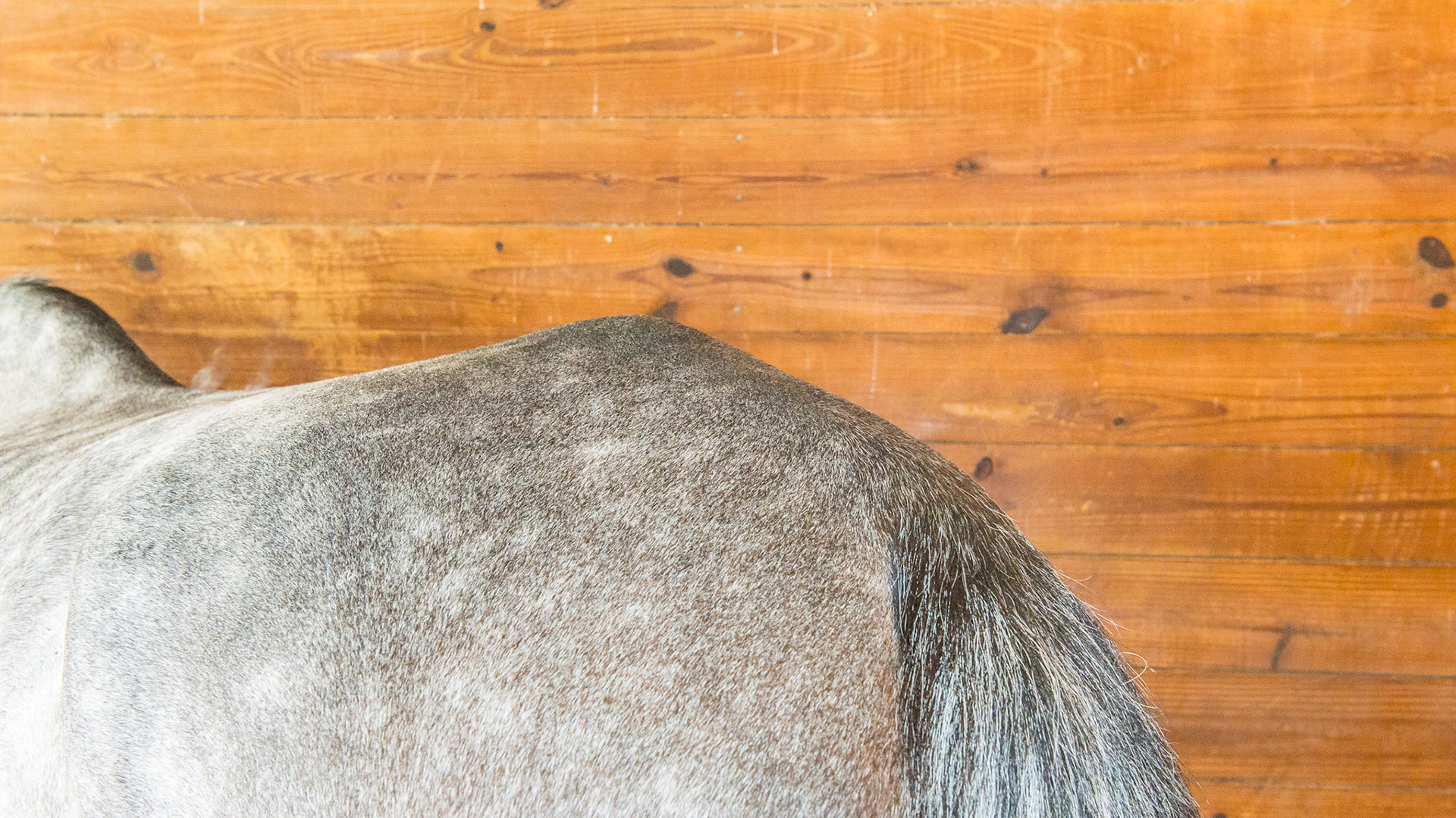 Sacro-iliac bump (also known as a hunter’s bump) in a 5 year old warmblood.  This gelding has just past a thorough pre-purchase exam and there was nothing found in the area to suggest a problem.  The big hips on this horse are more prominent because he is underweight (BCS 5) and has a parasite load (no fecal exam but ewe neck, low BCS, poor hair coat). Only time will tell if this will help the jumper to have the power needed to jump or will become a problem over time.  These bumps are often more visible when there is muscle loss in the area.  They are also often non-painful.