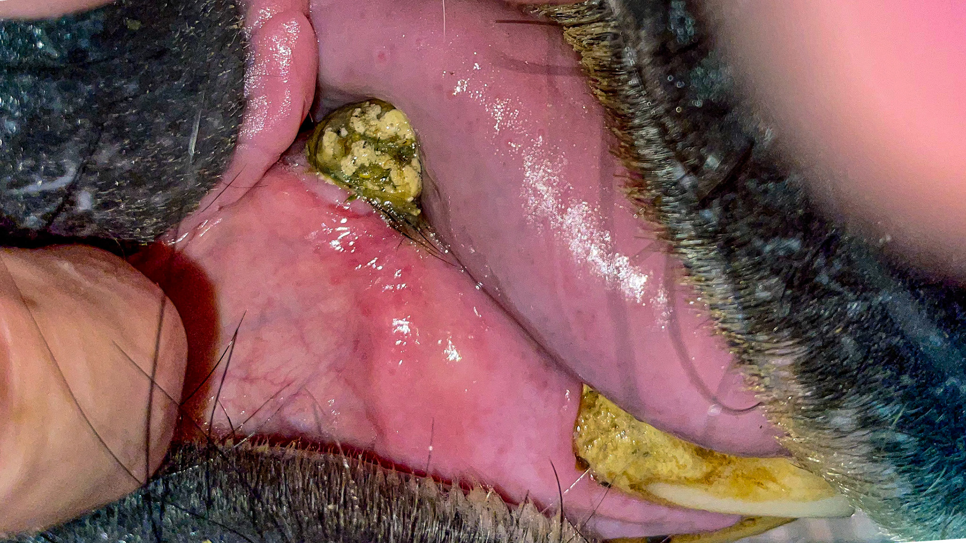 EOTRH with tartar on the canine and incisor. Red dots, receding gums and enlarged incisor root.
