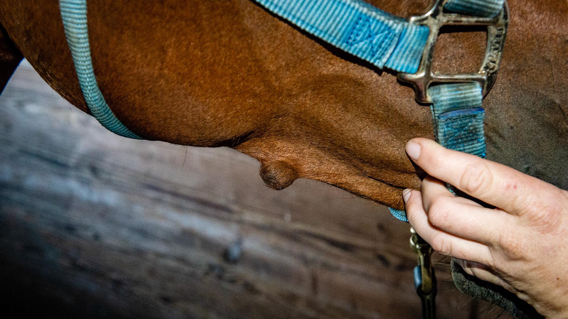 Firm, non-painful cutaneous lump not involving the bone - of unknown origin.