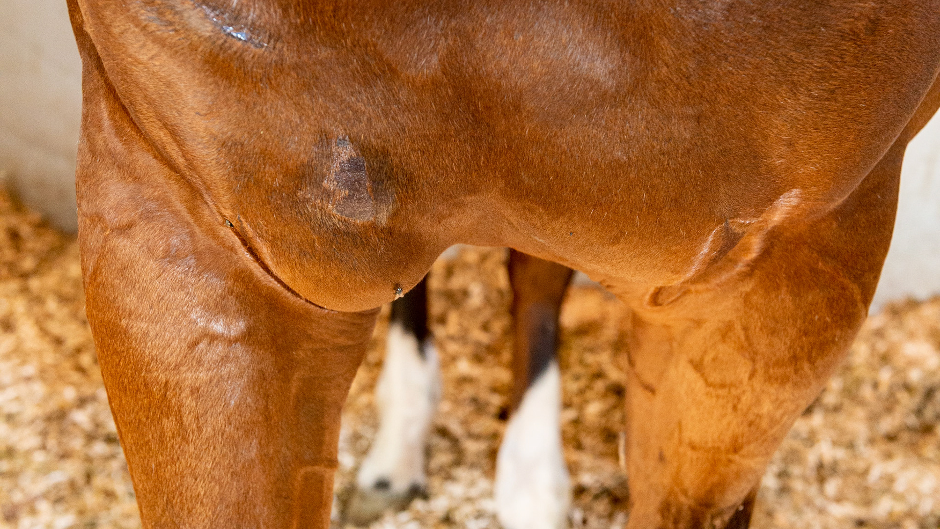 These pictures show skin lesions from trauma (running into something or being kicked in the chest) along with the subsequent edema caused from the trauma.  The serum leaked from the damaged tissue cannot be pumped away and has become pendulous meaning that gravity has accumulated the fluid into a pocket at the lowest point.  In a short time this fluid will be absorbed by the body and disappear.  It is important never to drain these because the procedure is ineffective, can allow for the start of an infection, and prevents the pressure from stopping the leaking.  In fact, when you see this, the event is usually over and any treatment other than exercise is not necessary.