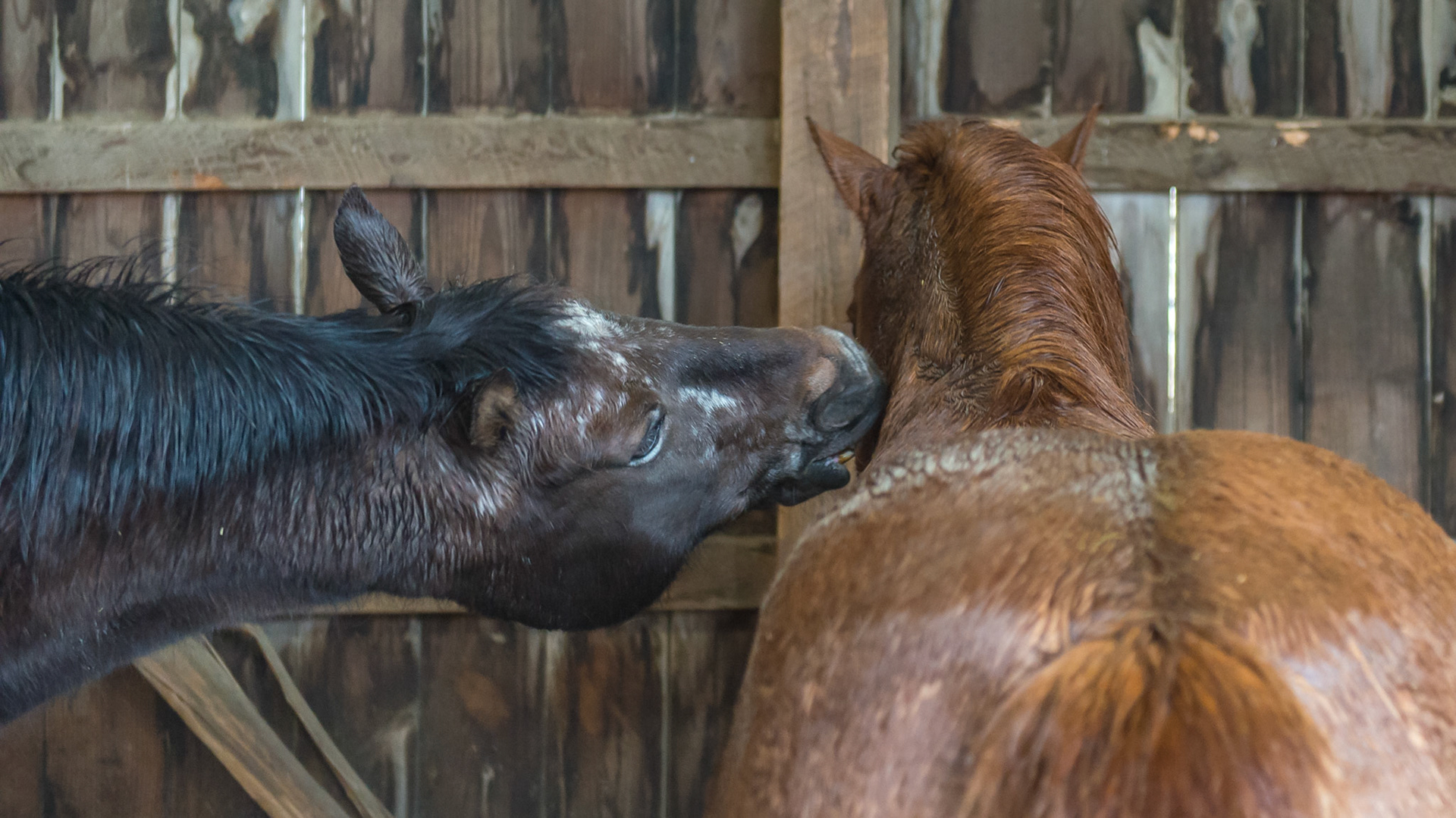 Assertion by some male horses can cause damage to the shoulder areas of the less dominant horse as seen in these photos.