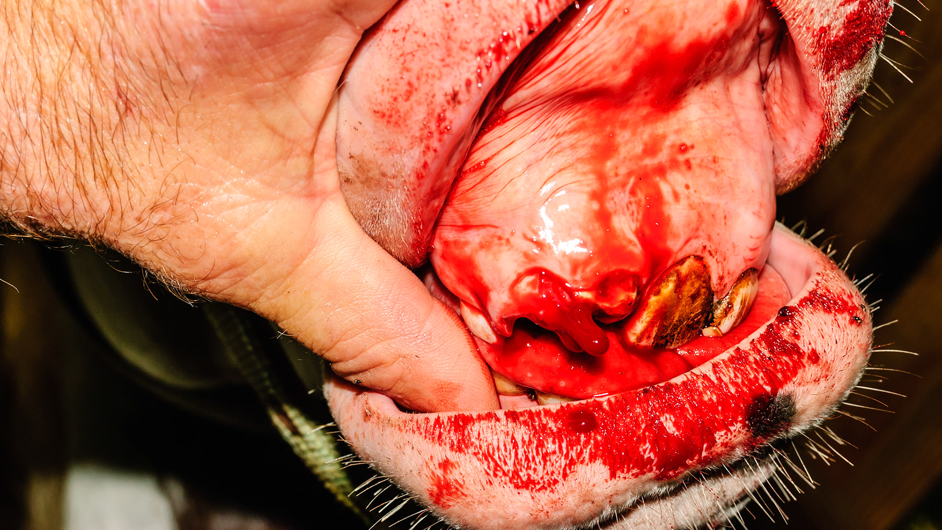 Incisor cap extractions horse 1 -Retained cap #502 (middle upper right incisor) is extracted to allow the correct placement of the permanent tooth remaining above it.