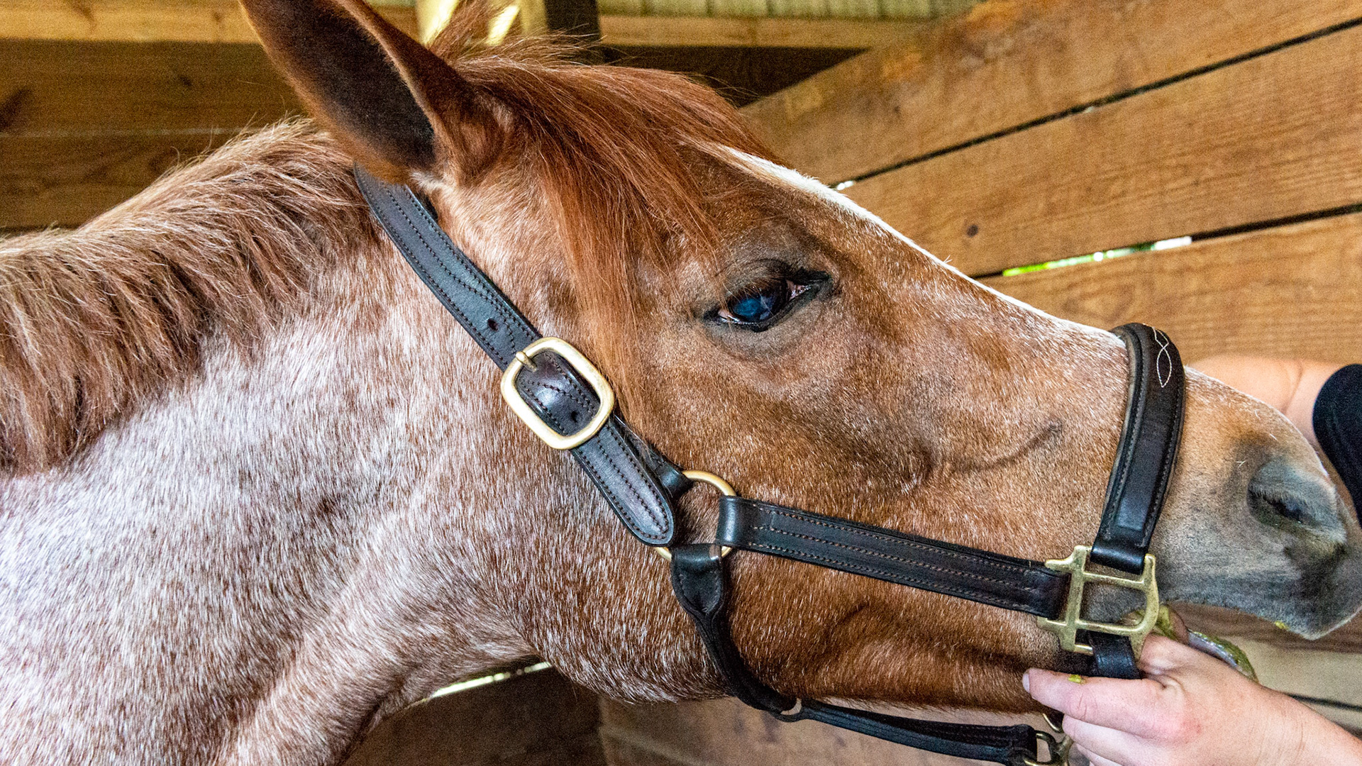 Red roan in a 19 year old horse.  Note the solid head color and the gray hairs over the rest of the body that in a 19 year old gray horse, would be a solid gray by now.