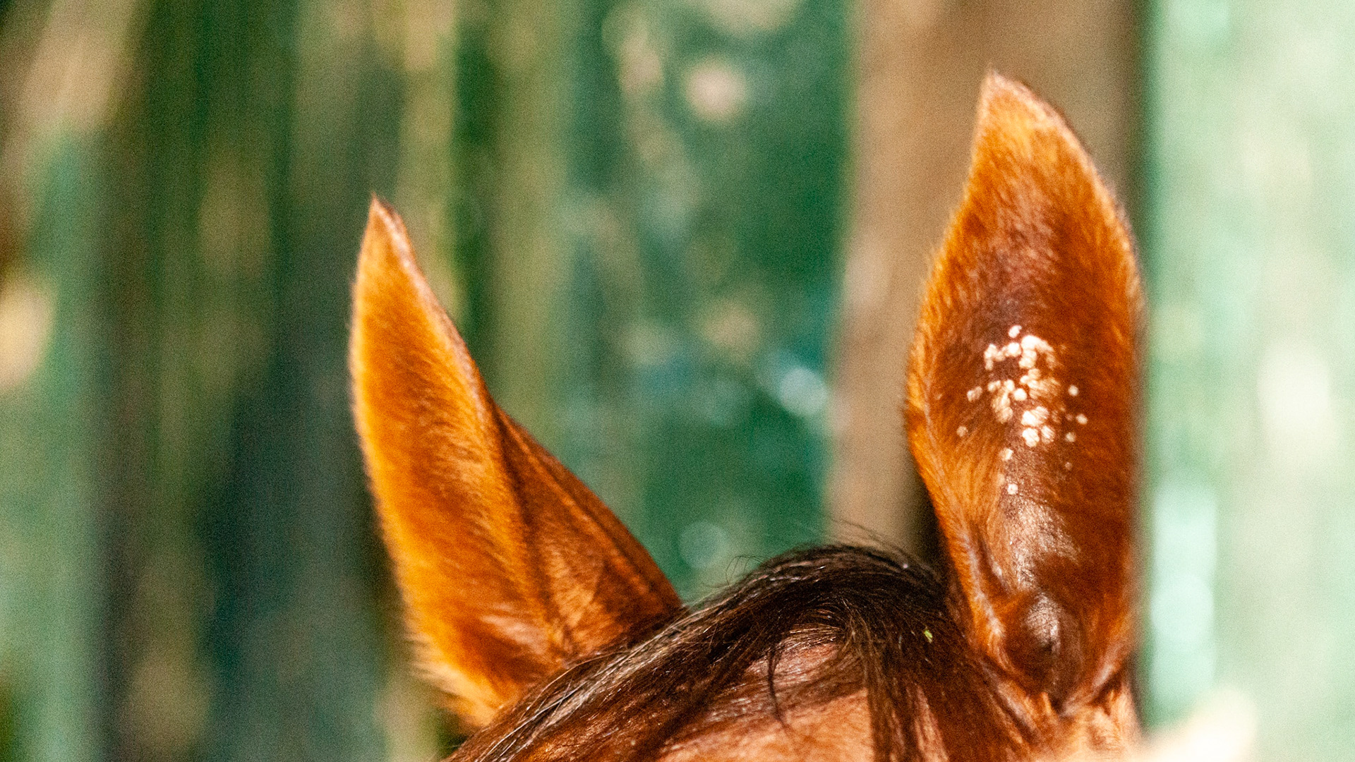 Aural plaques are gray to white crusty growths that form on the inside of one or both ears. They are caused by a type of equine papillomavirus that is similar but genetically different from warts on the muzzle and warts found on the penis.  There are a few untested treatments and these should be considered only when these become uncomfortable for the horse.  I have had them become very painful and completely fill the space formed by the ear. With anesthesia they were able to be de-bulked but soon they returned.