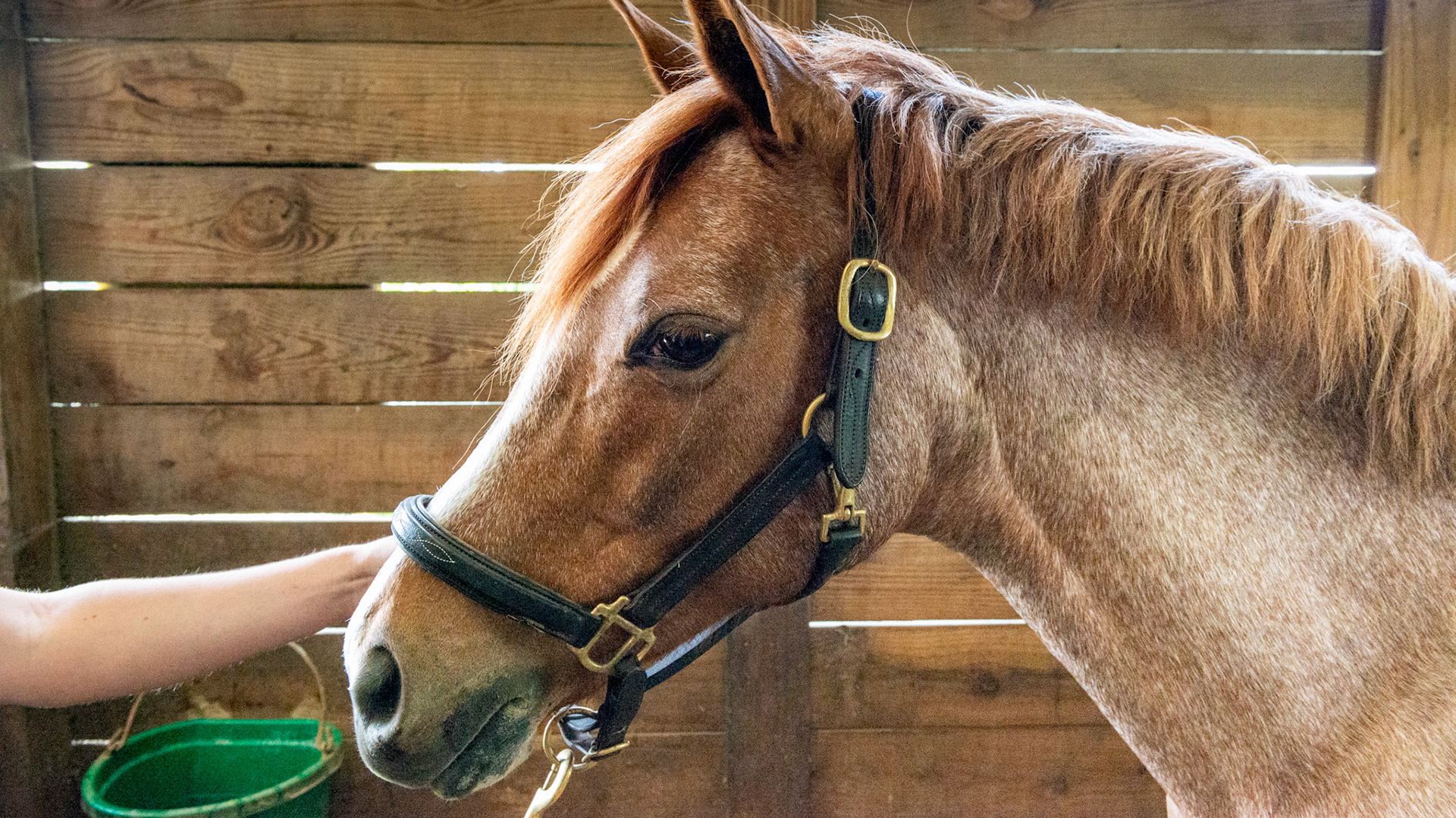 Red roan in a 19 year old horse.  Note the solid head color and the gray hairs over the rest of the body that in a 19 year old gray horse, would be a solid gray by now.